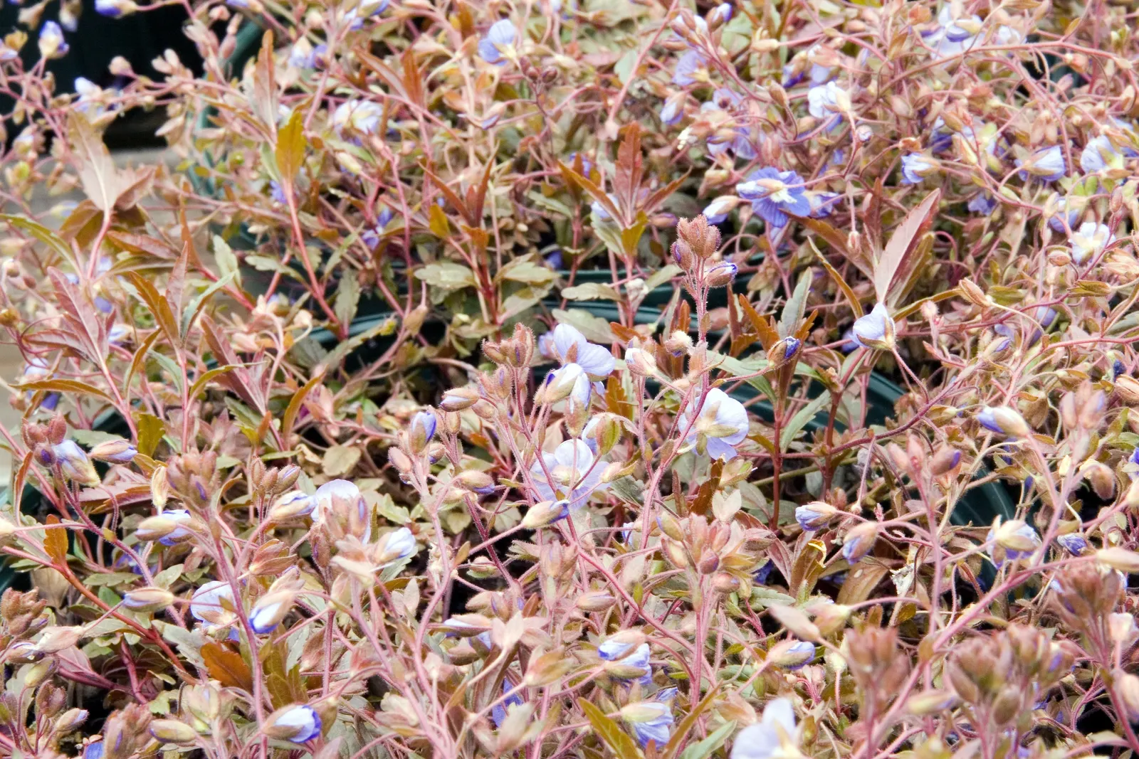 Georgia Blue Speedwell (Veronica Peduncularis 'Georgia Blue') — This groundcover species is renowned for its durability and low maintenance