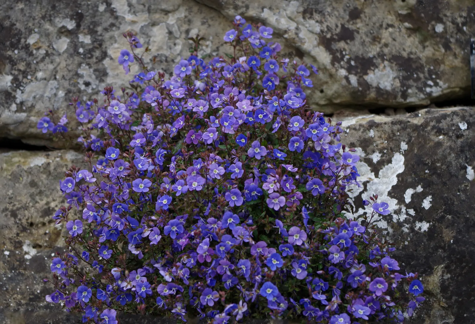 Georgia Blue Speedwell (Veronica Peduncularis 'Georgia Blue') — Its vibrant blue flowers and semi-evergreen foliage