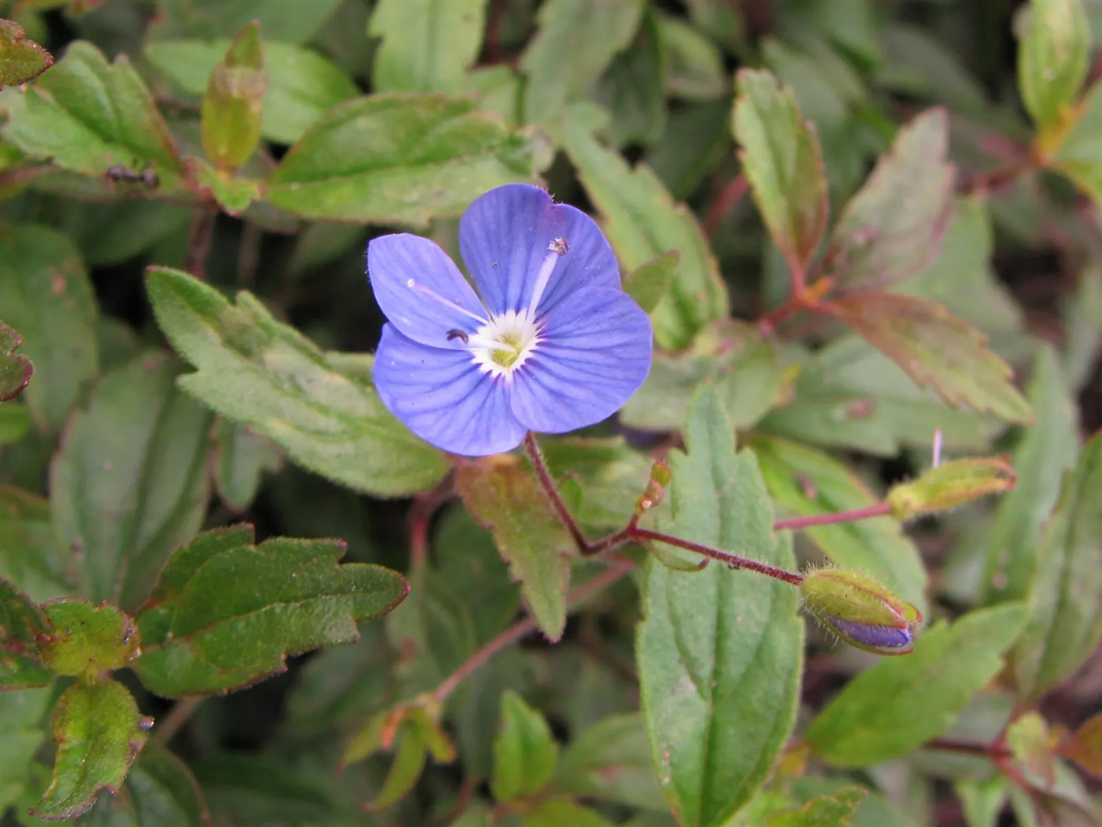 Georgia Blue Speedwell (Veronica Peduncularis 'Georgia Blue') — it's a versatile choice that can be employed as an edging plant