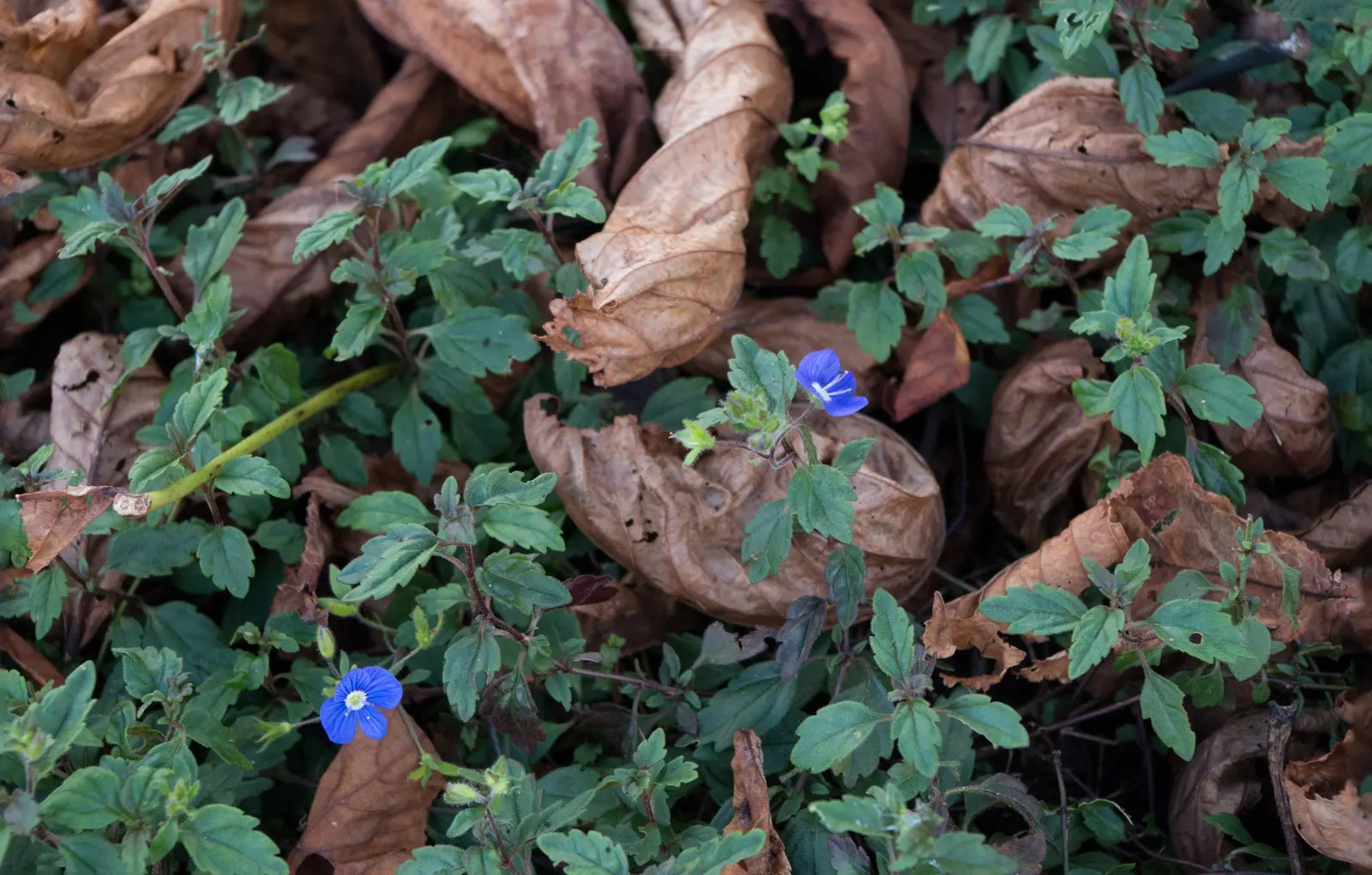 Georgia Blue Speedwell (Veronica Peduncularis 'Georgia Blue') — reaching 4-6 inches tall with a spread of 18-24 inches