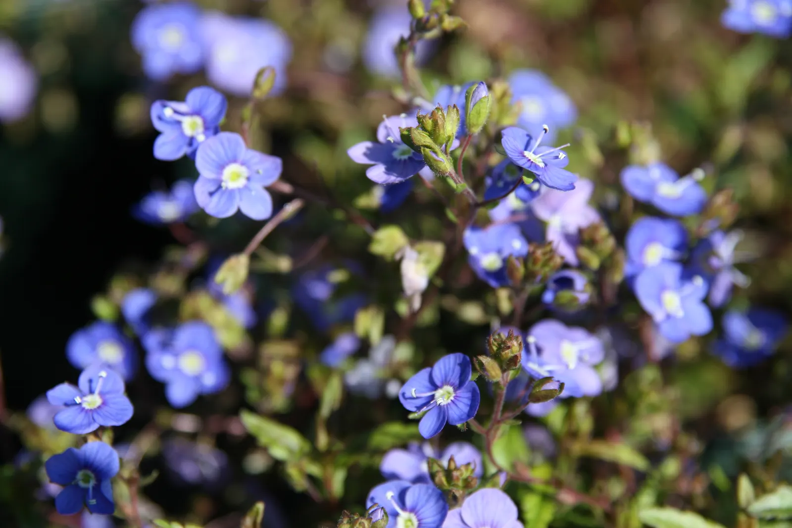 Georgia Blue Speedwell (Veronica Peduncularis 'Georgia Blue') — make it ideal for edging or rock gardens