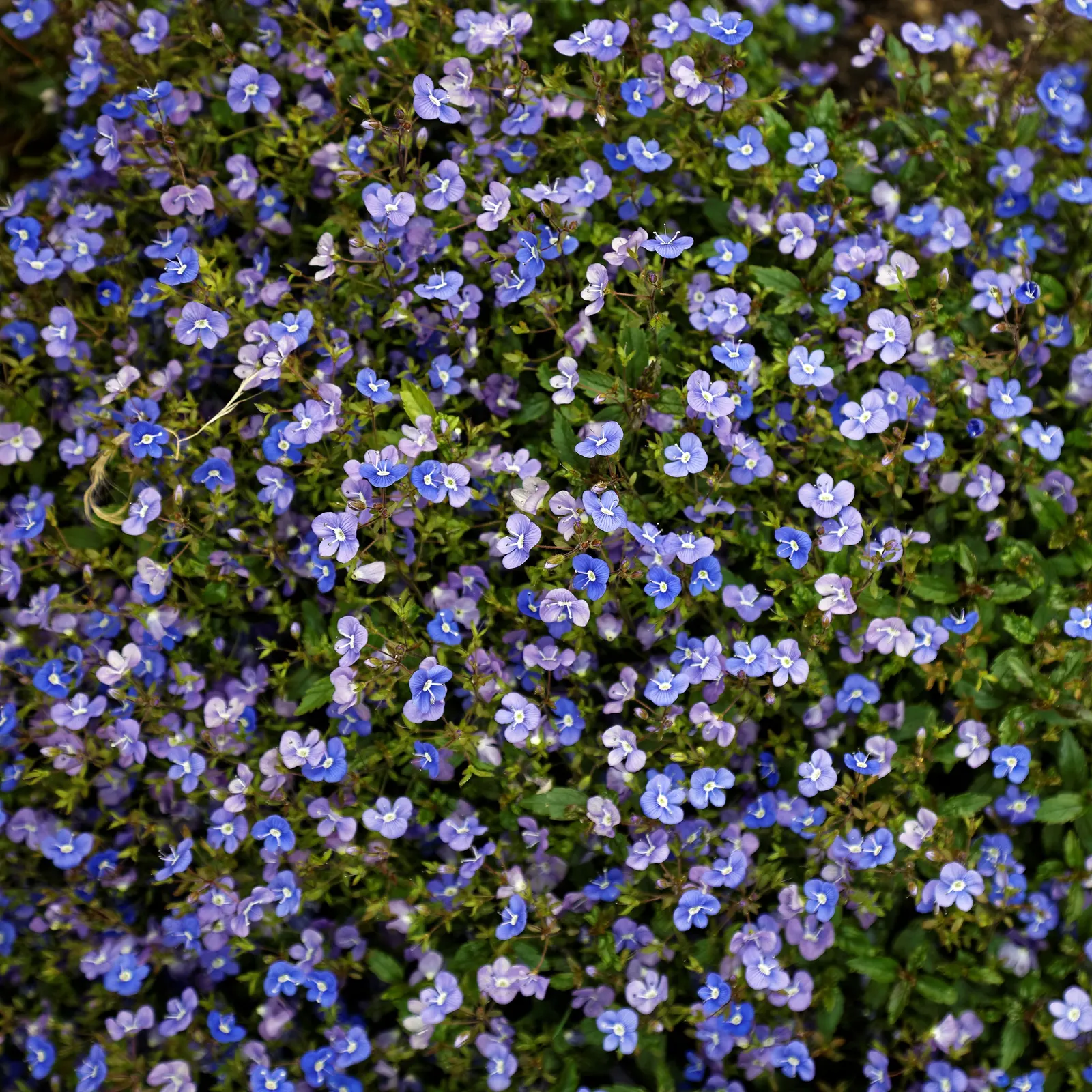 Georgia Blue Speedwell (Veronica Peduncularis 'Georgia Blue') — further ornamenting your garden with dual-toned interest.<br><br>The tiny saucer-shaped