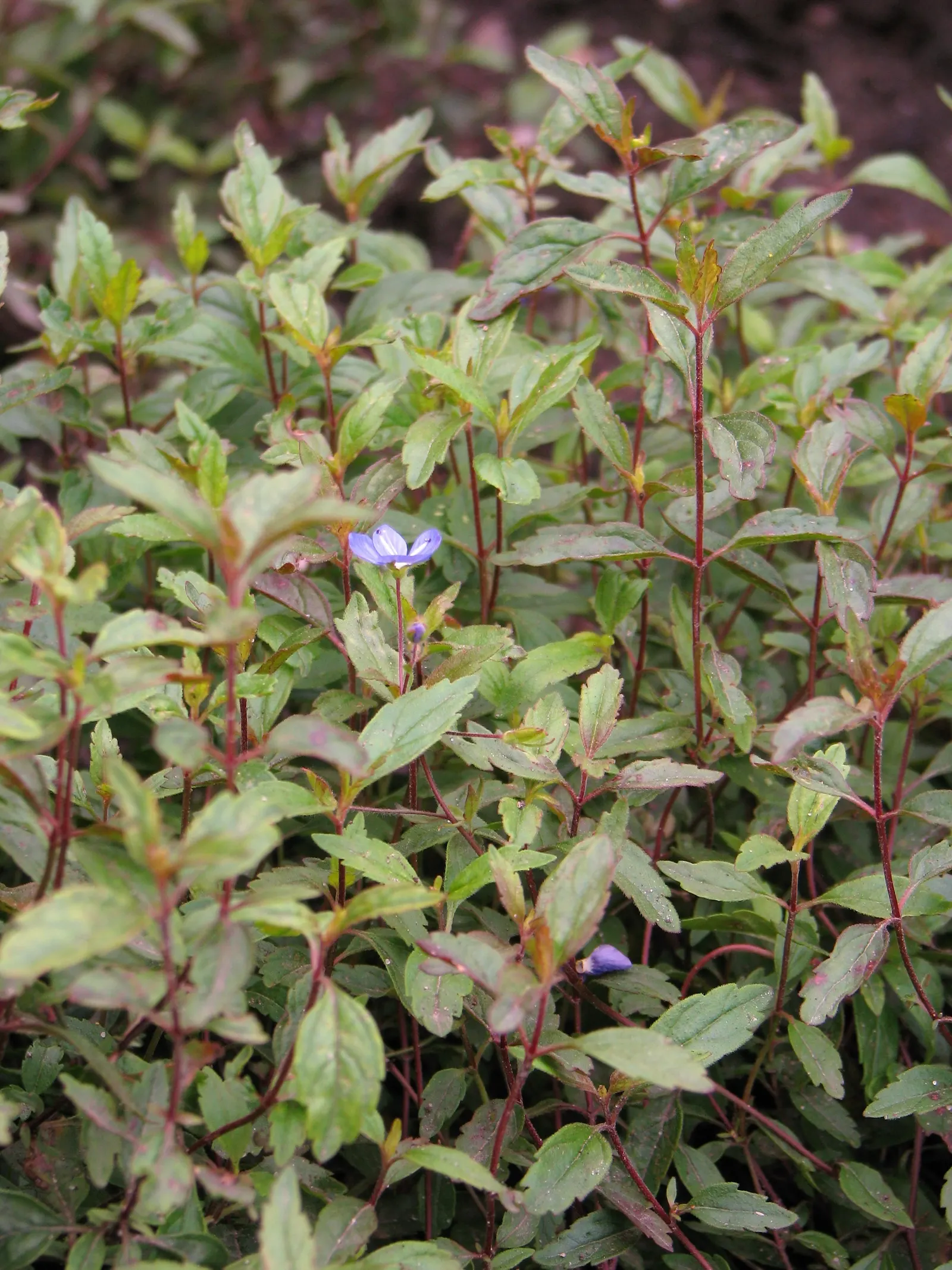 Georgia Blue Speedwell (Veronica Peduncularis 'Georgia Blue') — Well-adapted to various soil types