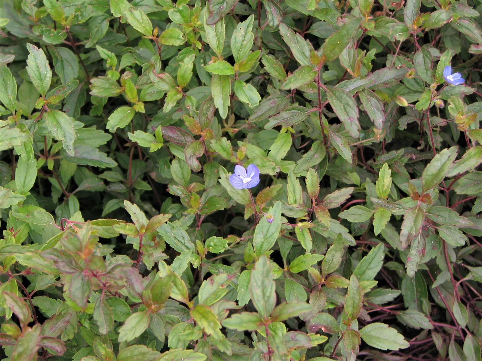 Georgia Blue Speedwell (Veronica Peduncularis 'Georgia Blue') — Its foliage is a luscious green with a hint of bronze in cooler temperatures
