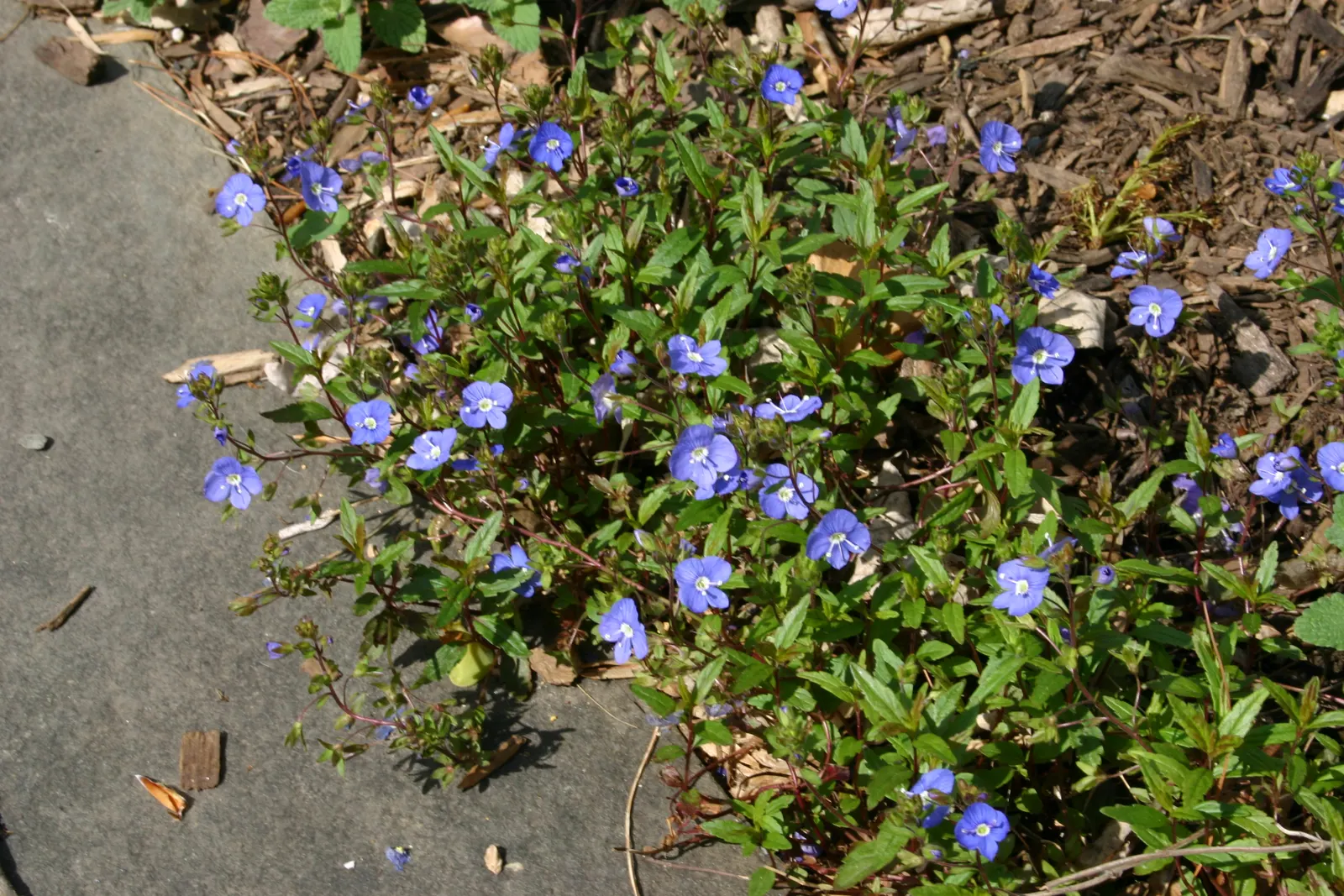 Georgia Blue Speedwell (Veronica Peduncularis 'Georgia Blue') — it thrives in full sun to part shade and prefers well-drained soil