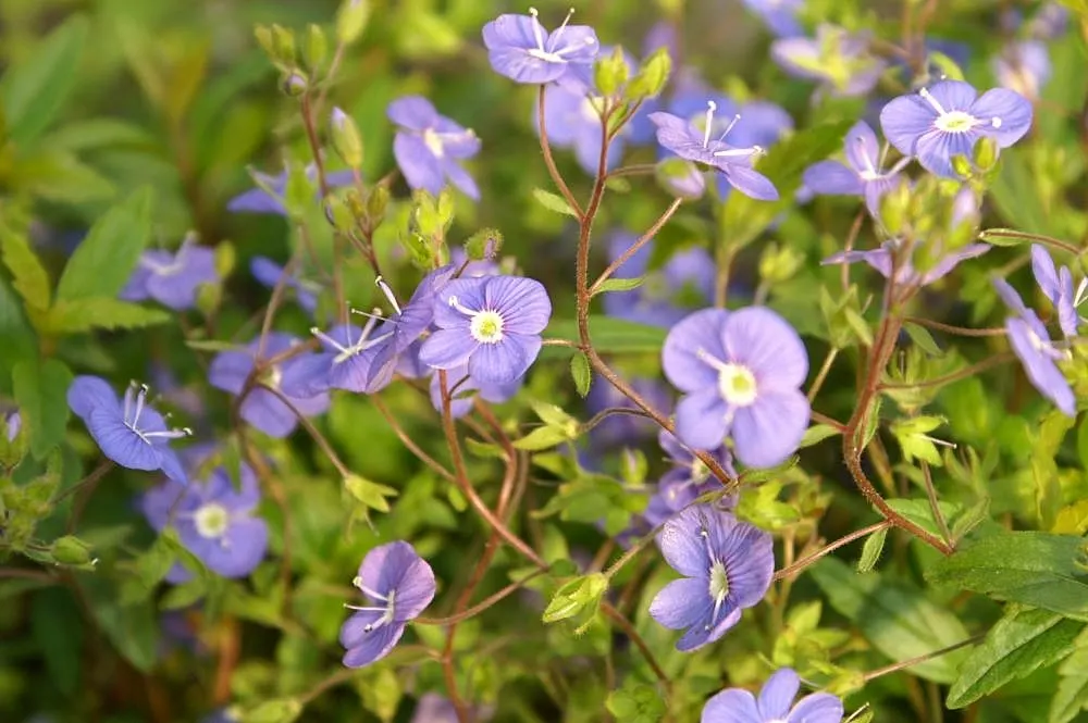 Georgia Blue Speedwell (Veronica Peduncularis 'Georgia Blue') — bright blue flowers emerge in early spring