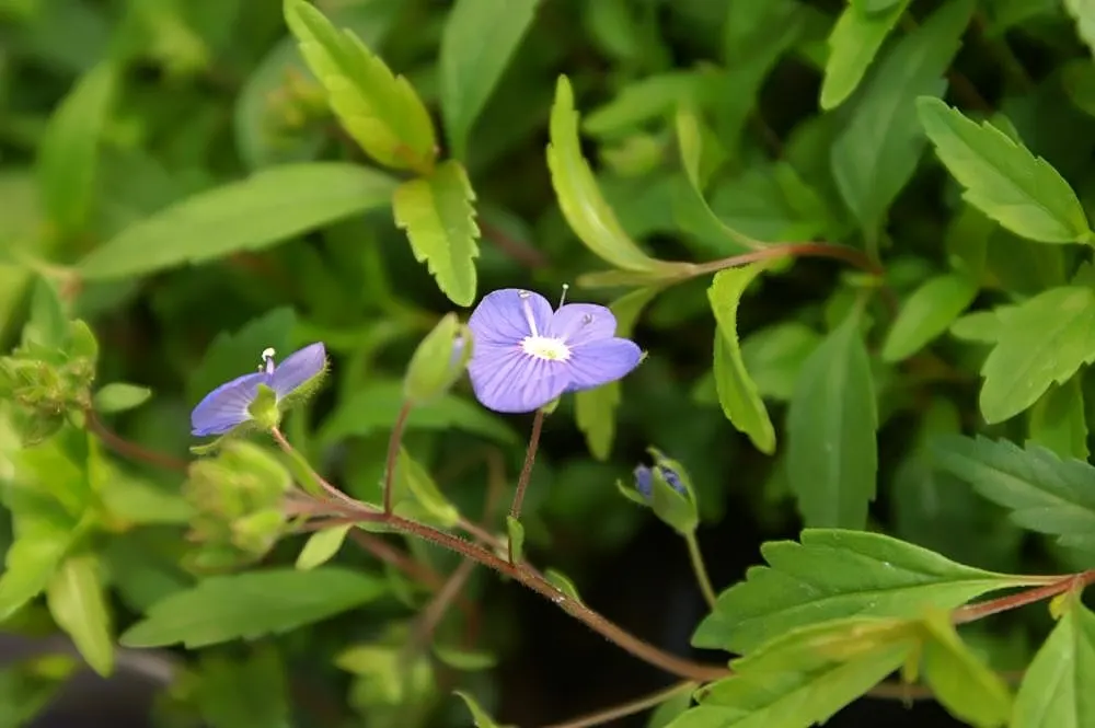 Georgia Blue Speedwell (Veronica Peduncularis 'Georgia Blue') — It performs optimally in USDA Zones 4 through 8, thriving in full sun to partial shade positions