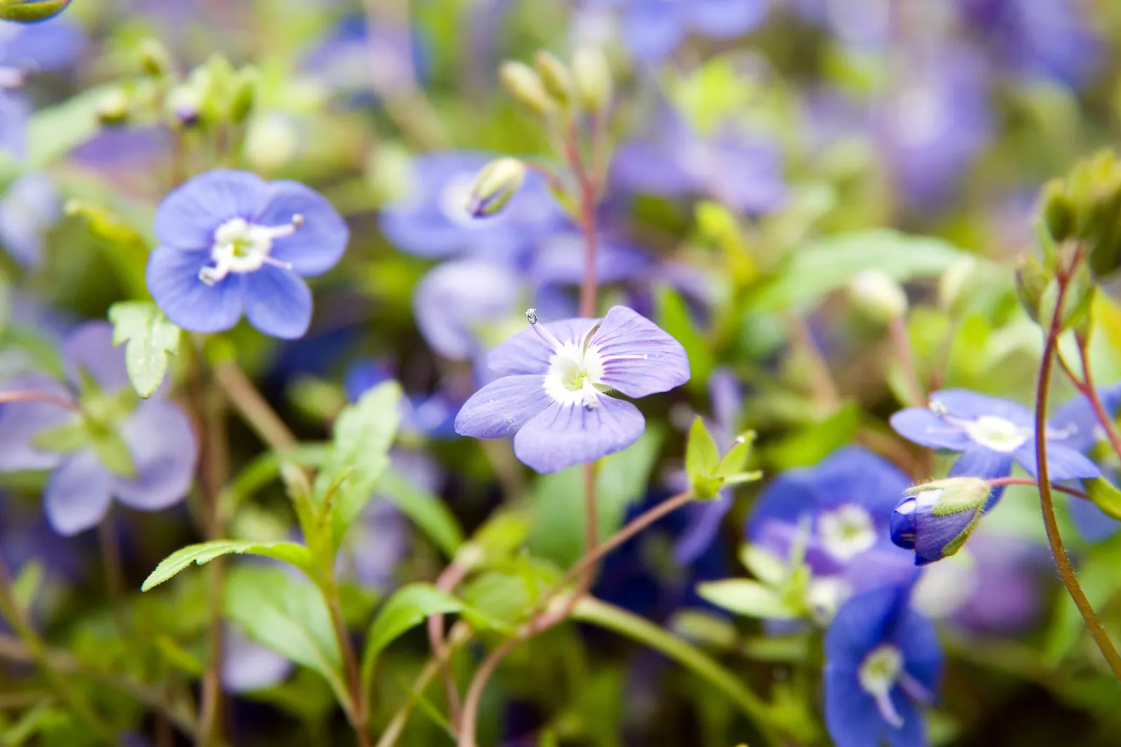 Georgia Blue Speedwell (Veronica Peduncularis 'Georgia Blue') — attracting pollinators such as bees and butterflies