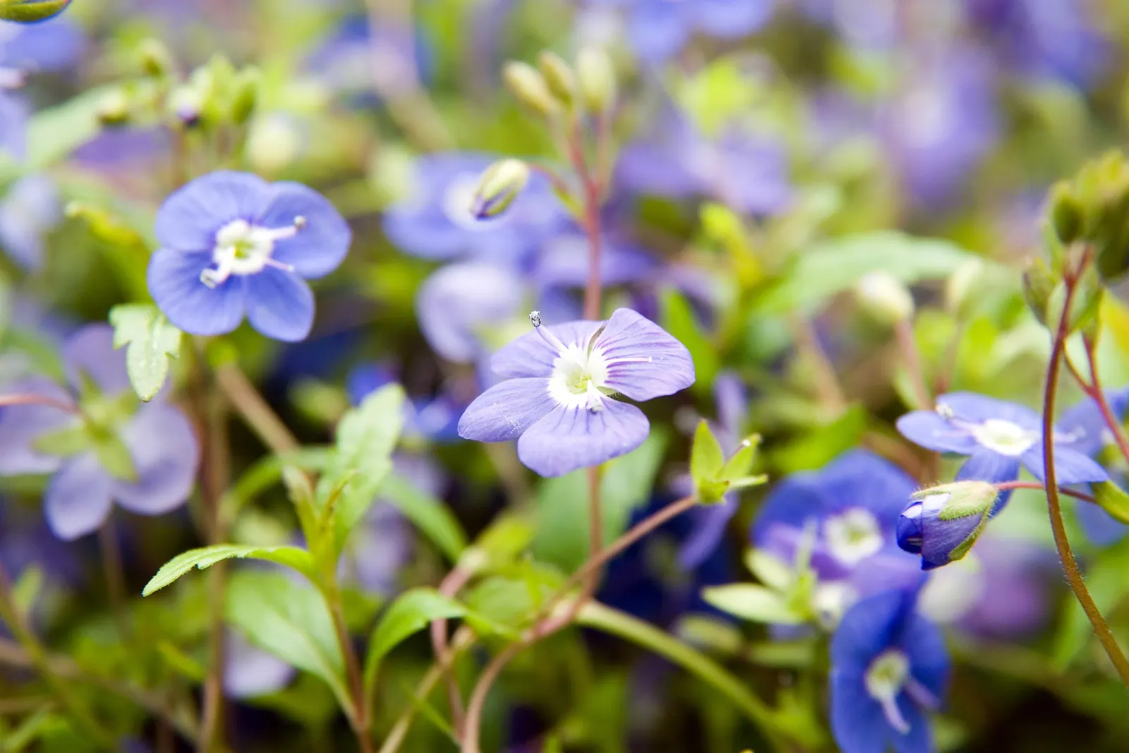 Georgia Blue Speedwell (Veronica Peduncularis 'Georgia Blue') — and persist until late April or early May