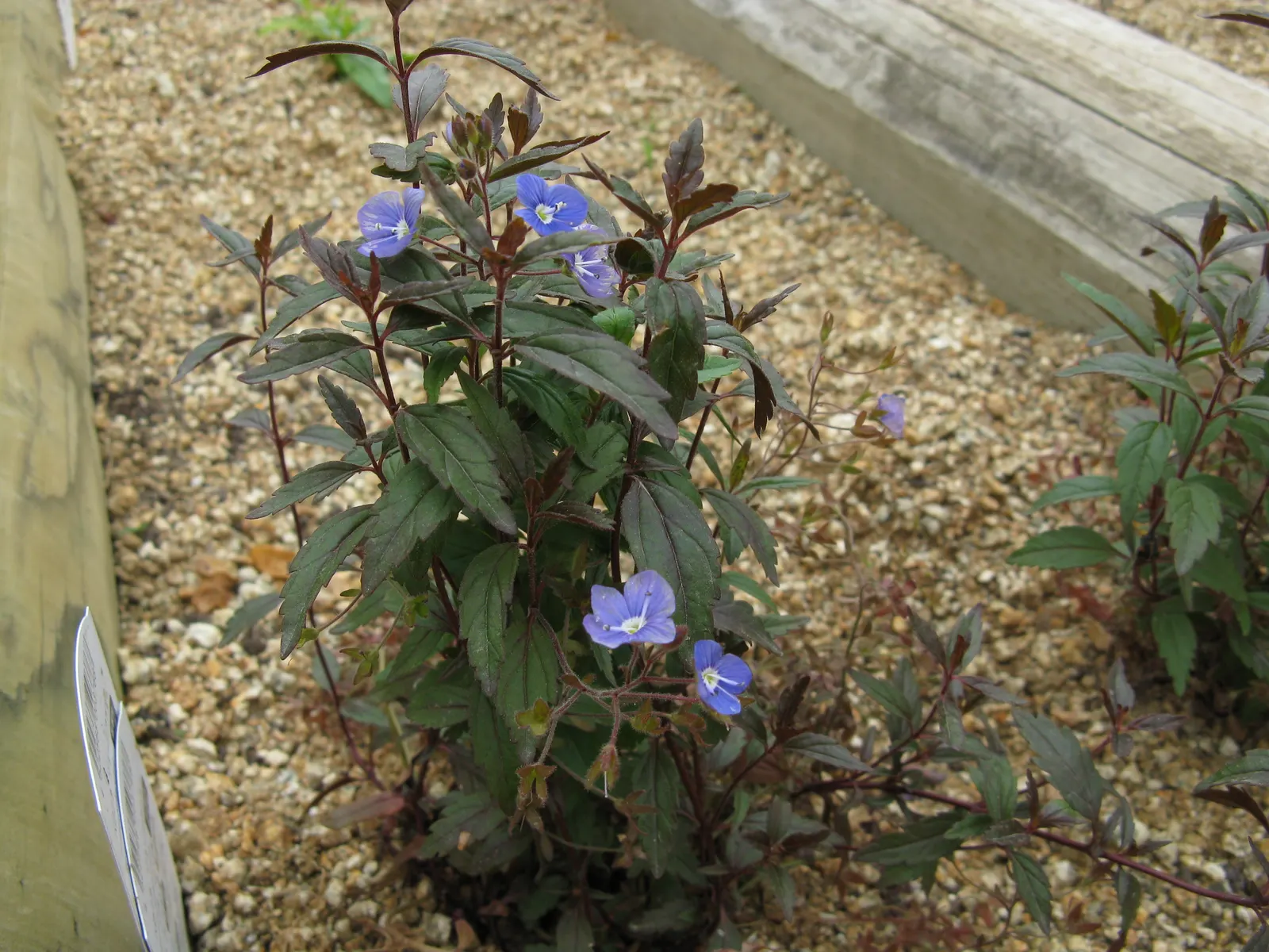 Georgia Blue Speedwell (Veronica Peduncularis 'Georgia Blue') — is a perennial ground cover that blooms profusely in early spring