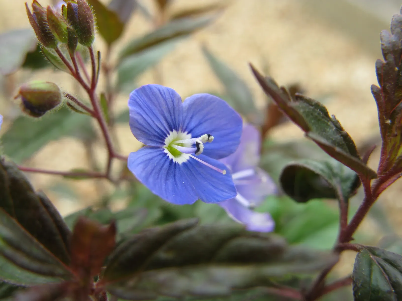 Georgia Blue Speedwell (Veronica Peduncularis 'Georgia Blue') — commonly known as Georgia Blue Speedwell