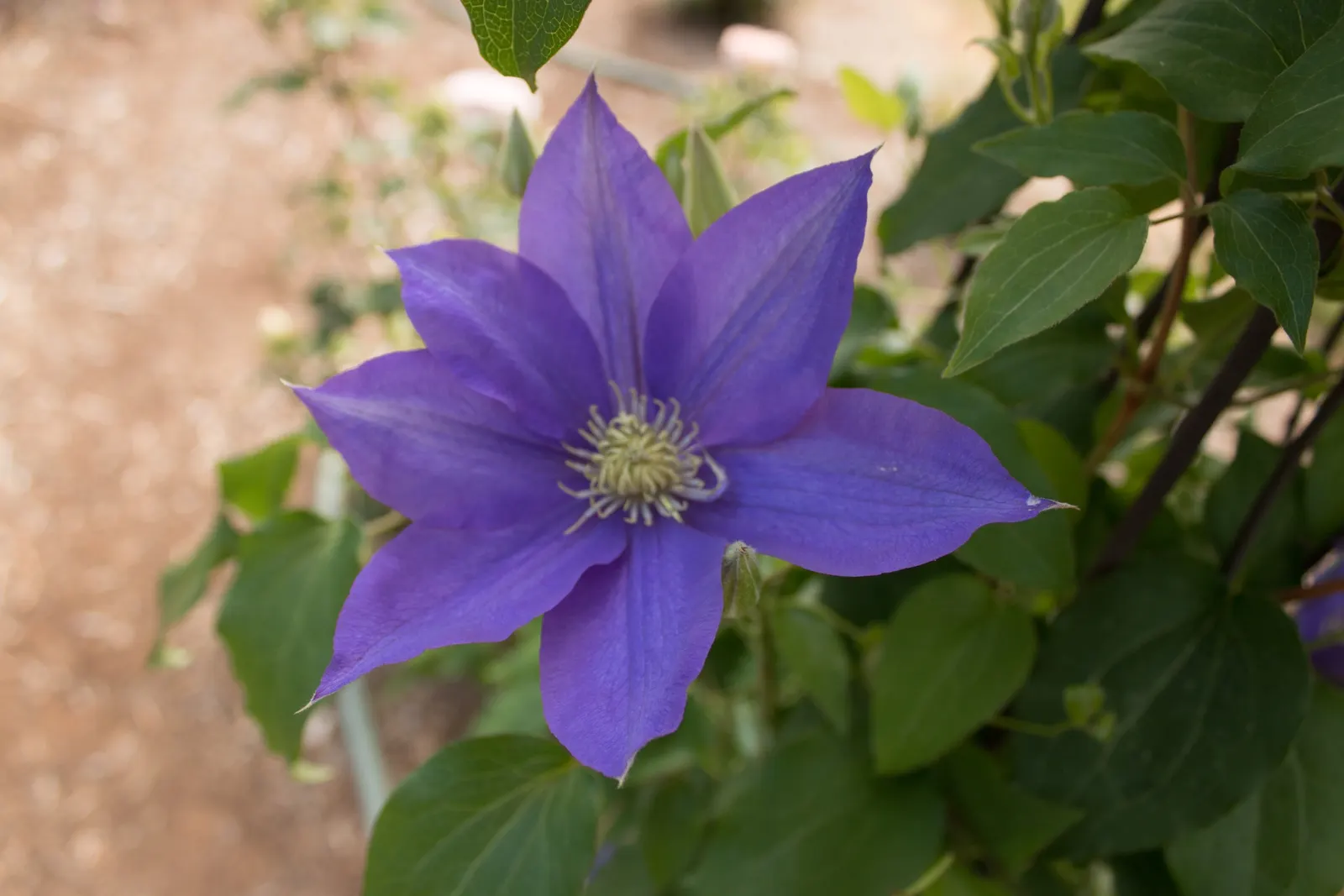 H.F. Young Clematis (Clematis 'H.F. Young') — Hardy in USDA zones 4-8, it adds vertical interest to trellises and walls