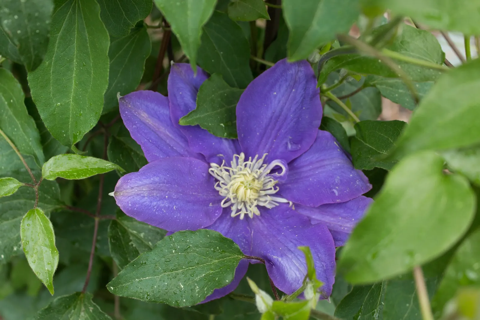 H.F. Young Clematis (Clematis 'H.F. Young') — Blooming in late spring to early summer
