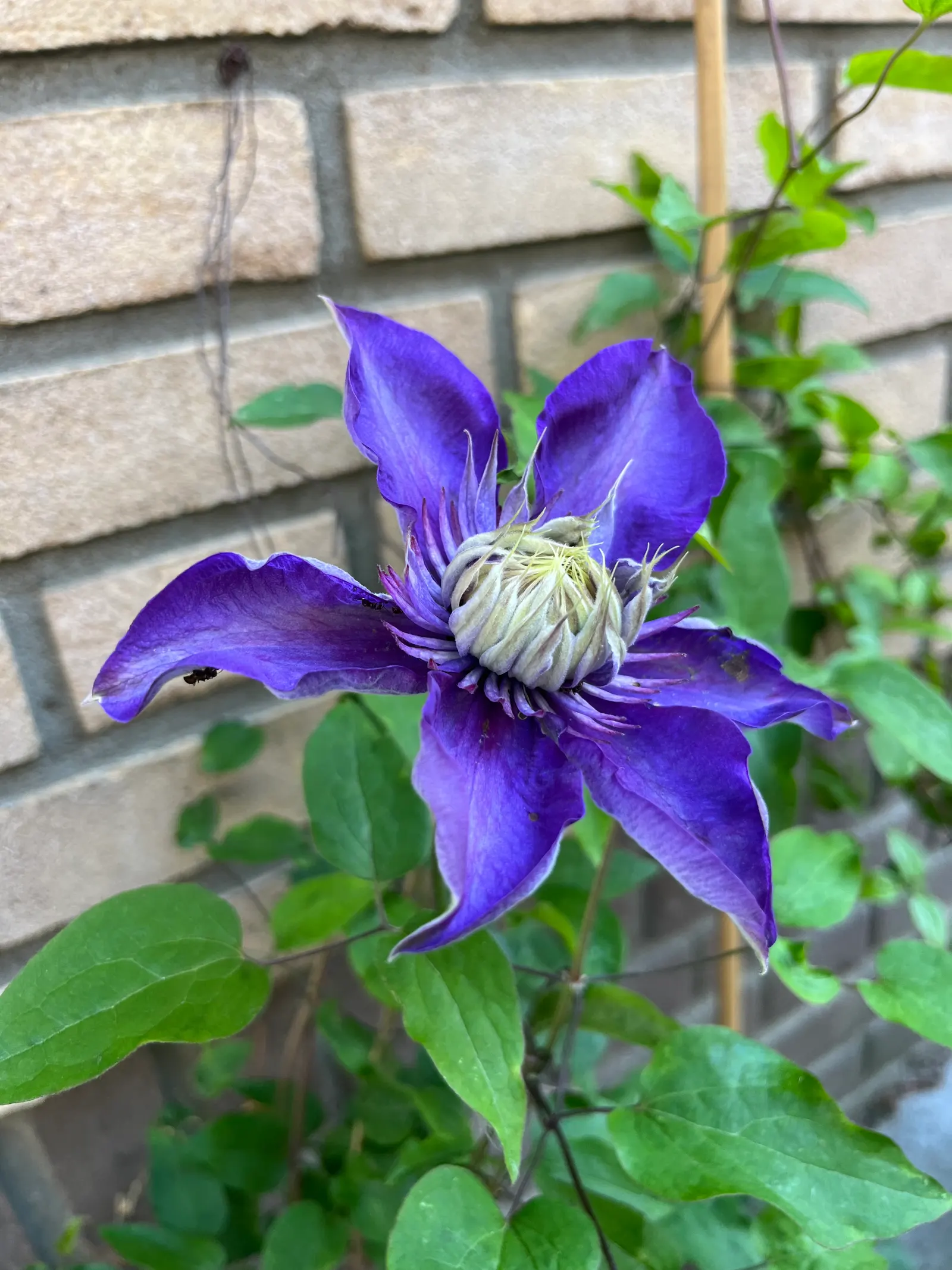 H.F. Young Clematis (Clematis 'H.F. Young') — Young Clematis, with the scientific designation 'Clematis 'H.F