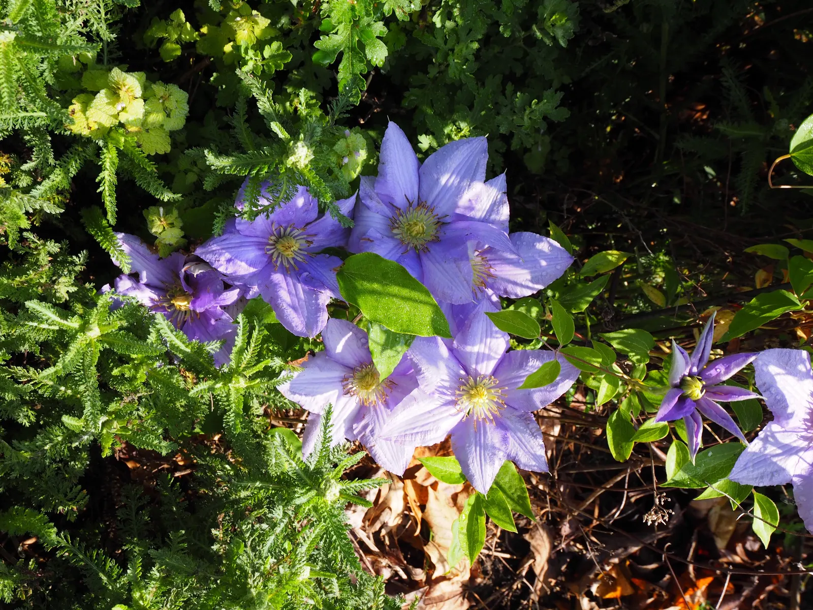 H.F. Young Clematis (Clematis 'H.F. Young') — is a captivating flowering vine that brings a touch of elegance and stately beauty to any landscape design