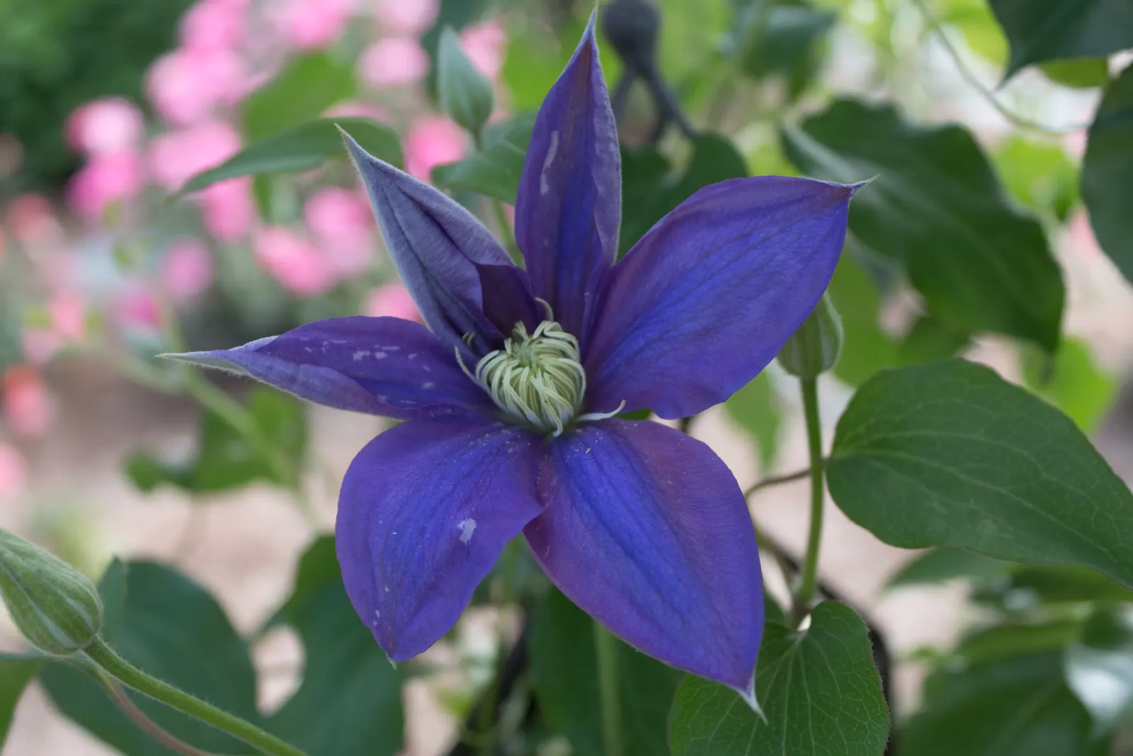 H.F. Young Clematis (Clematis 'H.F. Young') — it can reach heights of 6-8 feet and prefers a sunny to partly shaded spot with well-drained soil