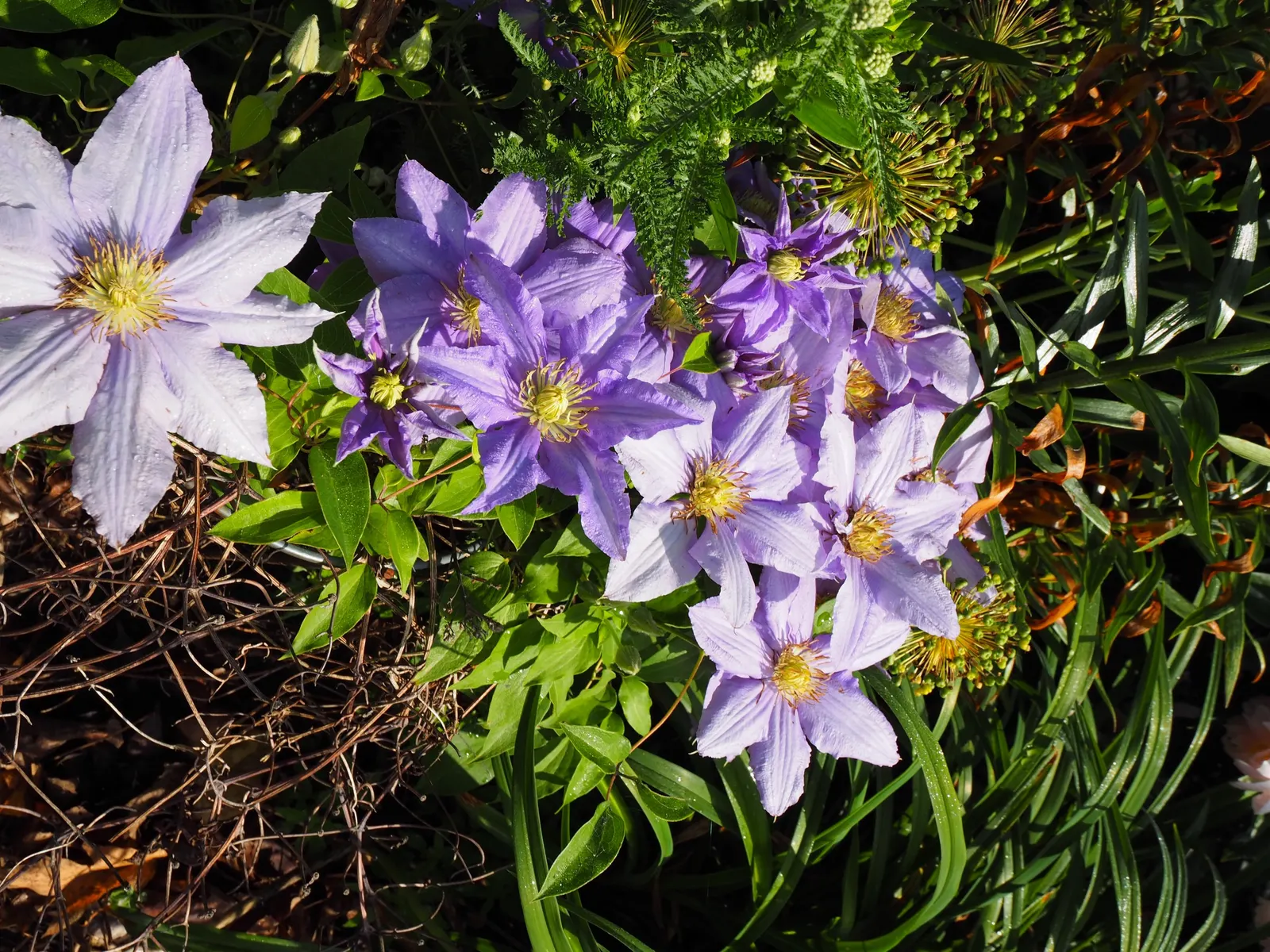 H.F. Young Clematis (Clematis 'H.F. Young') — which usually span 6 to 8 inches across when in full bloom