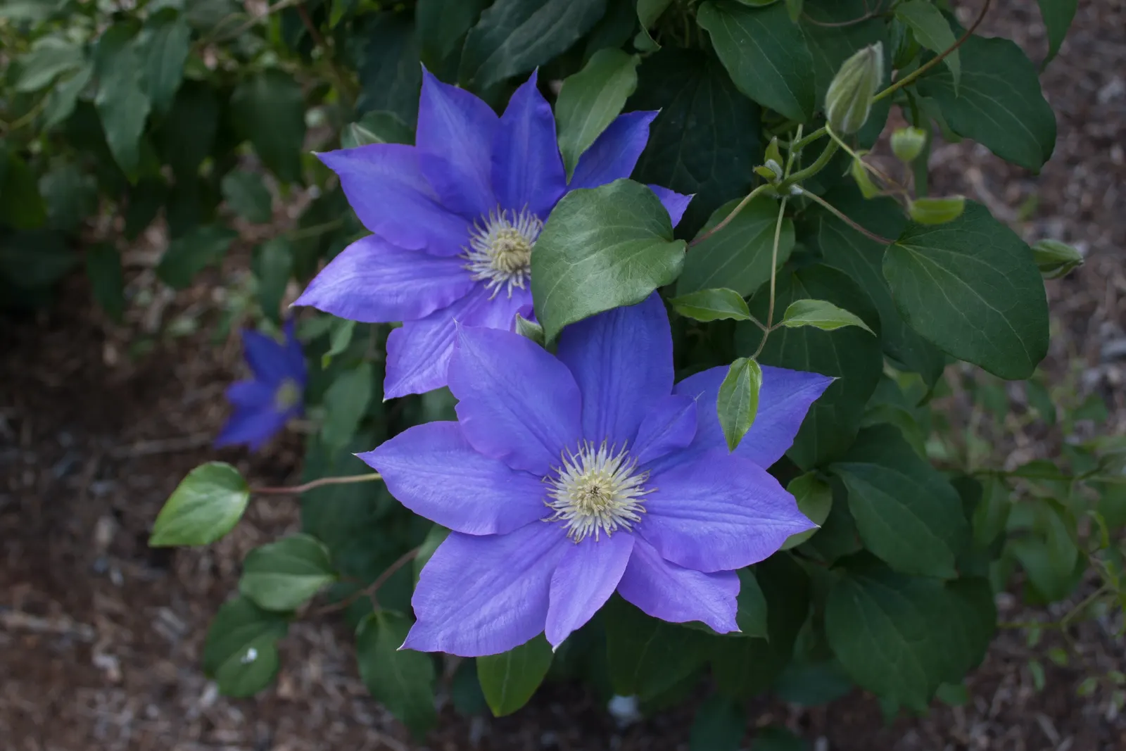 H.F. Young Clematis (Clematis 'H.F. Young') — This variety benefits from pruning Group 2, encouraging strong growth and repeat blooming