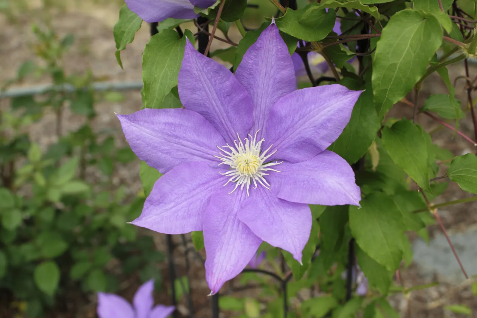 H.F. Young Clematis (Clematis 'H.F. Young') — Young' is a perennial vine, showcasing stunning large, soft blue flowers with creamy stamens