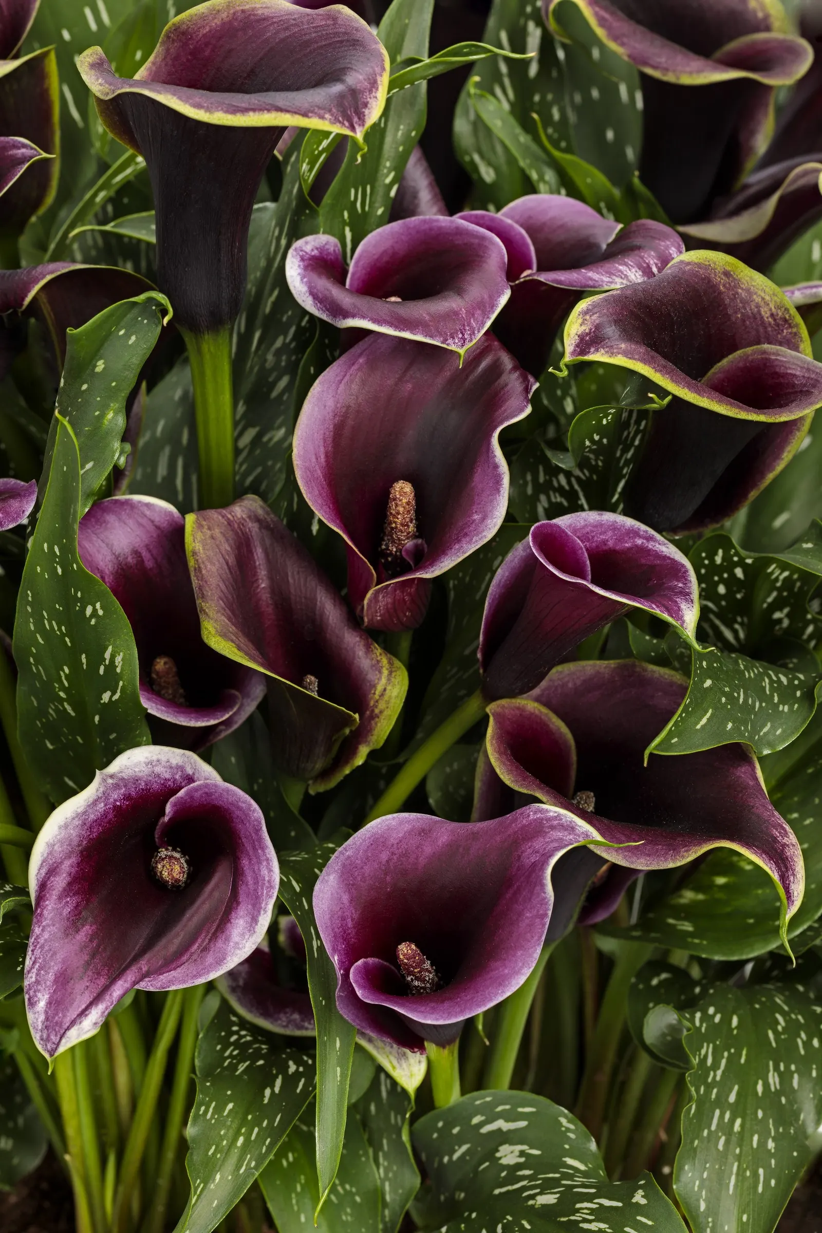 Prince Calla Lily (Zantedeschia) — It grows 18-24 inches tall and 9-12 inches wide, blooming in summer