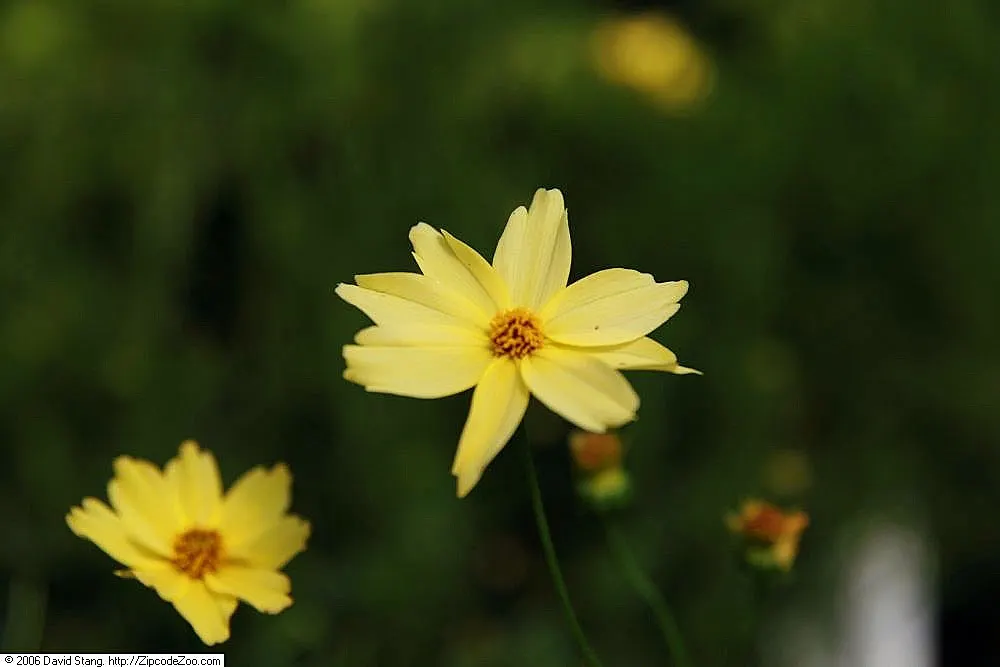 Creme Brulee Tickseed (Coreopsis 'Creme Brulee') — Drought-tolerant and deer-resistant, it thrives in full sun, enriching borders and attracting pollinators