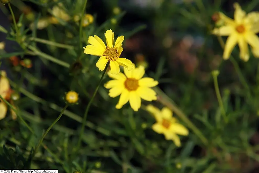 Creme Brulee Tickseed (Coreopsis 'Creme Brulee') — Expect a mature size of about 18 to 24 inches in height and 24 inches in width, suited for USDA zones 5-9