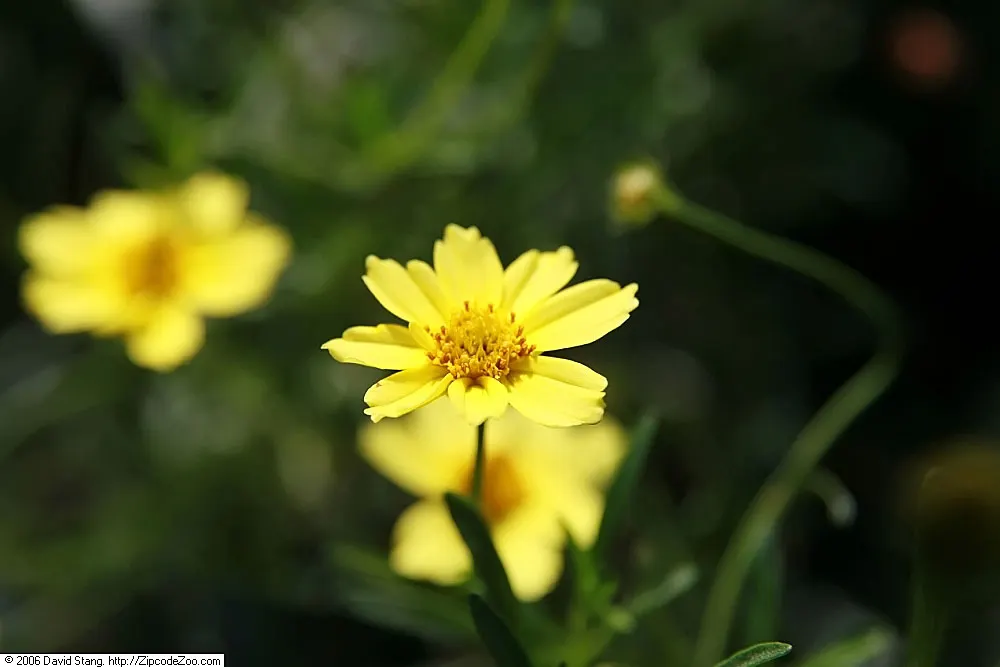 Creme Brulee Tickseed (Coreopsis 'Creme Brulee') — Coreopsis 'Creme Brulee' is a vibrant perennial with abundant