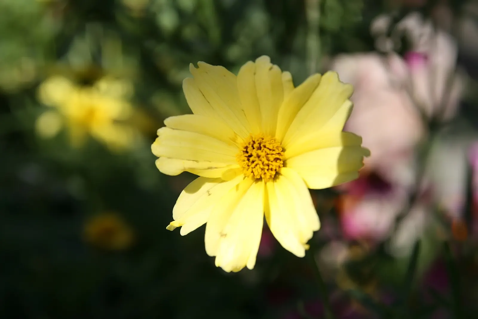 Creme Brulee Tickseed (Coreopsis 'Creme Brulee') — A low-maintenance selection, providing bursts of cheerful color with minimal care