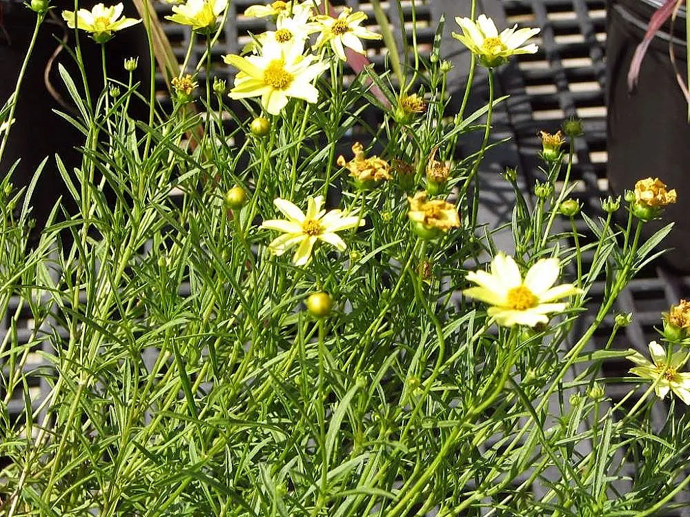 Creme Brulee Tickseed (Coreopsis 'Creme Brulee') — commonly referred to as Creme Brulee Tickseed