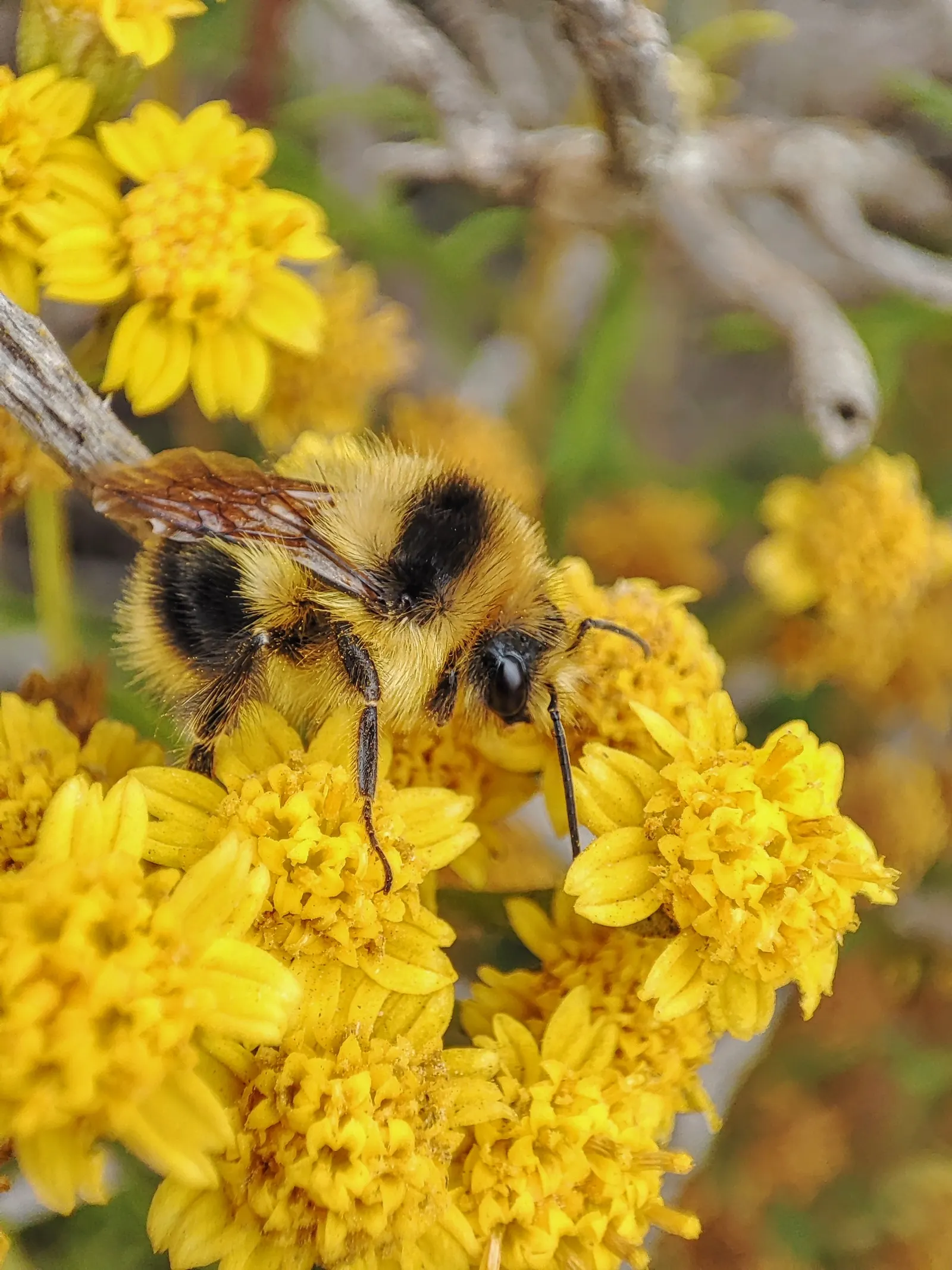 California Goldenrod (Solidago Californica) — consider using the California Goldenrod as part of a mixed border