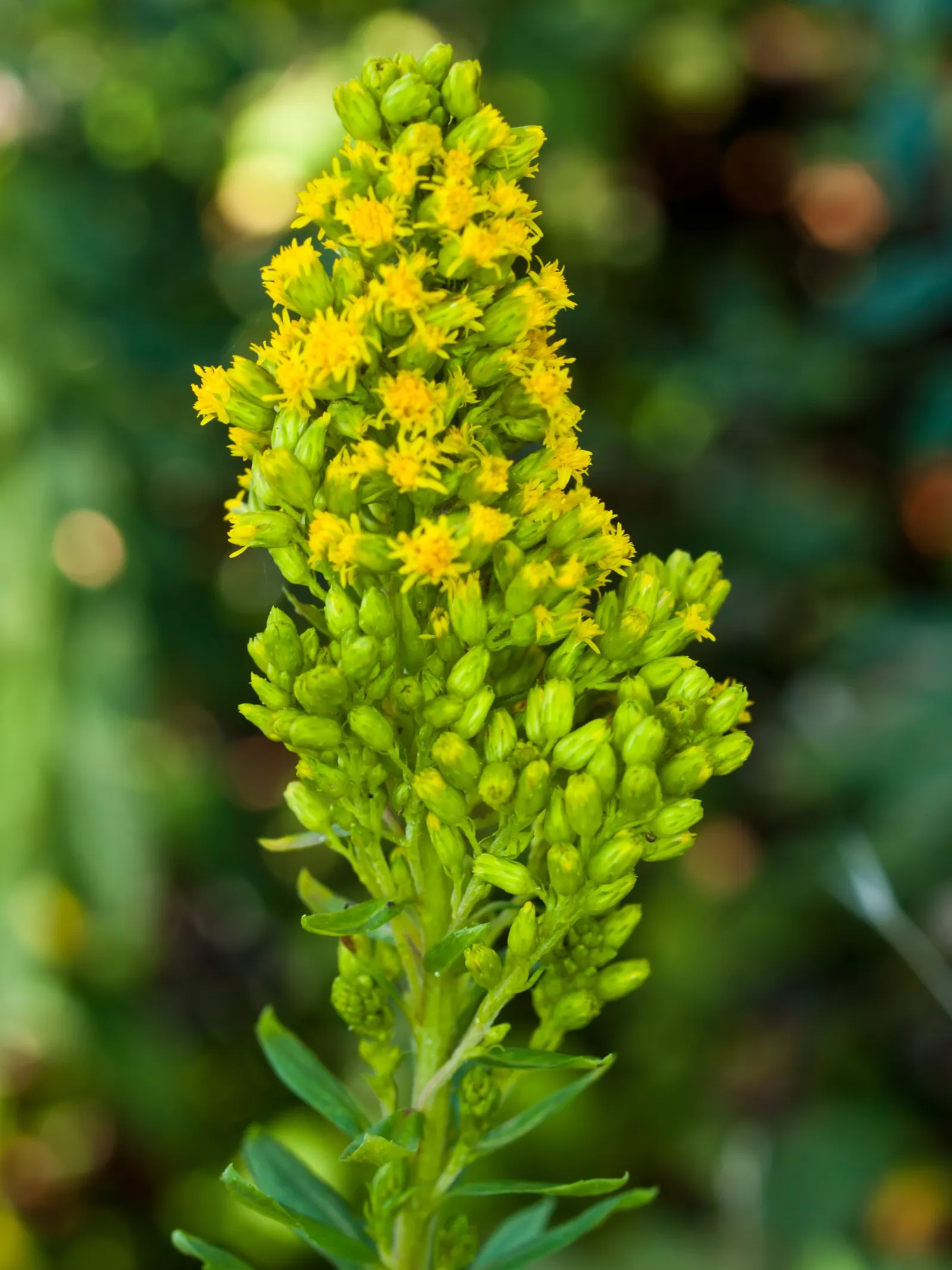 California Goldenrod (Solidago Californica) — This species does not generally suffer from serious pest or disease problems