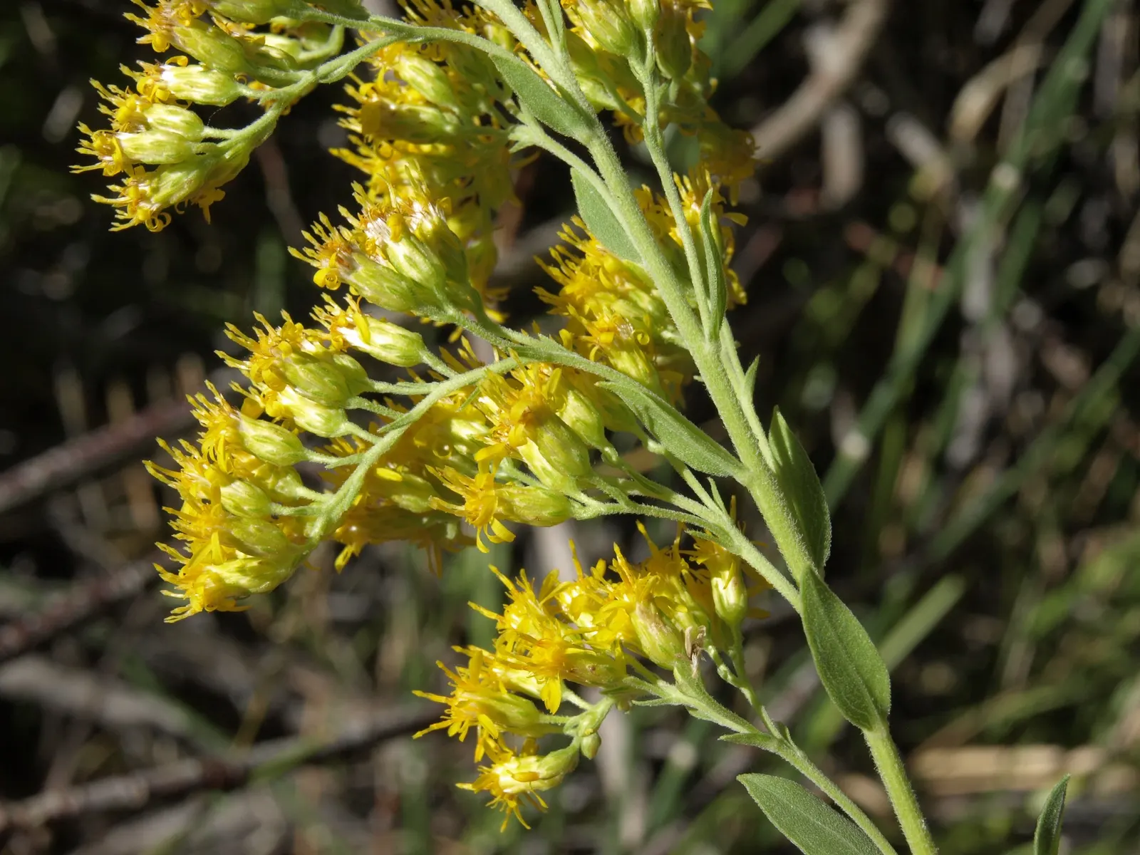 California Goldenrod (Solidago Californica) — Pruning back to the ground after flowering can also help maintain a tidy appearance