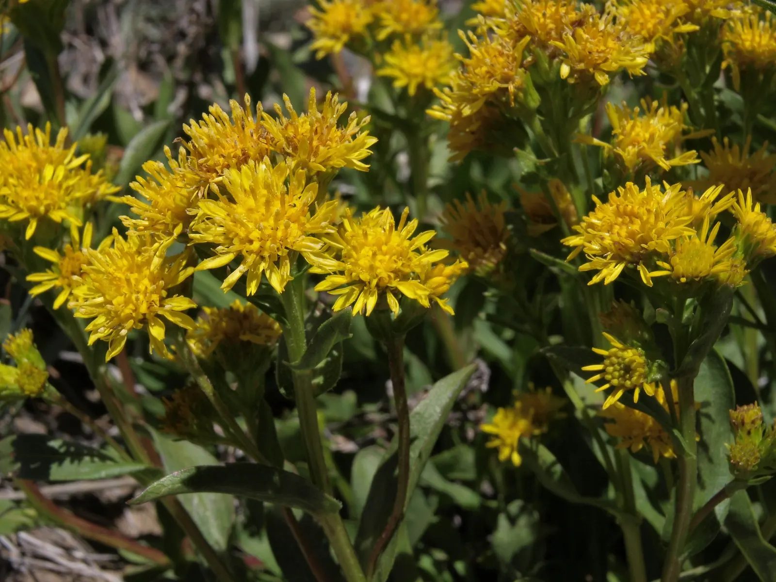 California Goldenrod (Solidago Californica) — Reaching up to 3 feet in height, it thrives in full sun to light shade and adapts to various soils