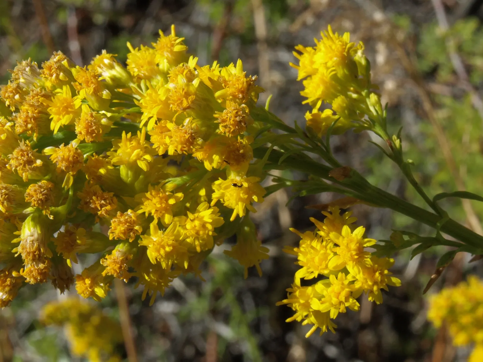 California Goldenrod (Solidago Californica) — or as an accent in a pollinator garden.<br><br>Maintenance is minimal