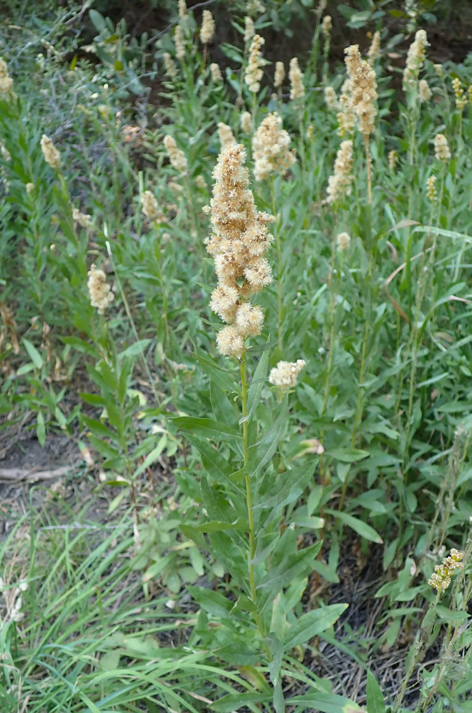 California Goldenrod (Solidago Californica) — medium green leaves.<br><br>Adaptable to USDA Zones 6-10
