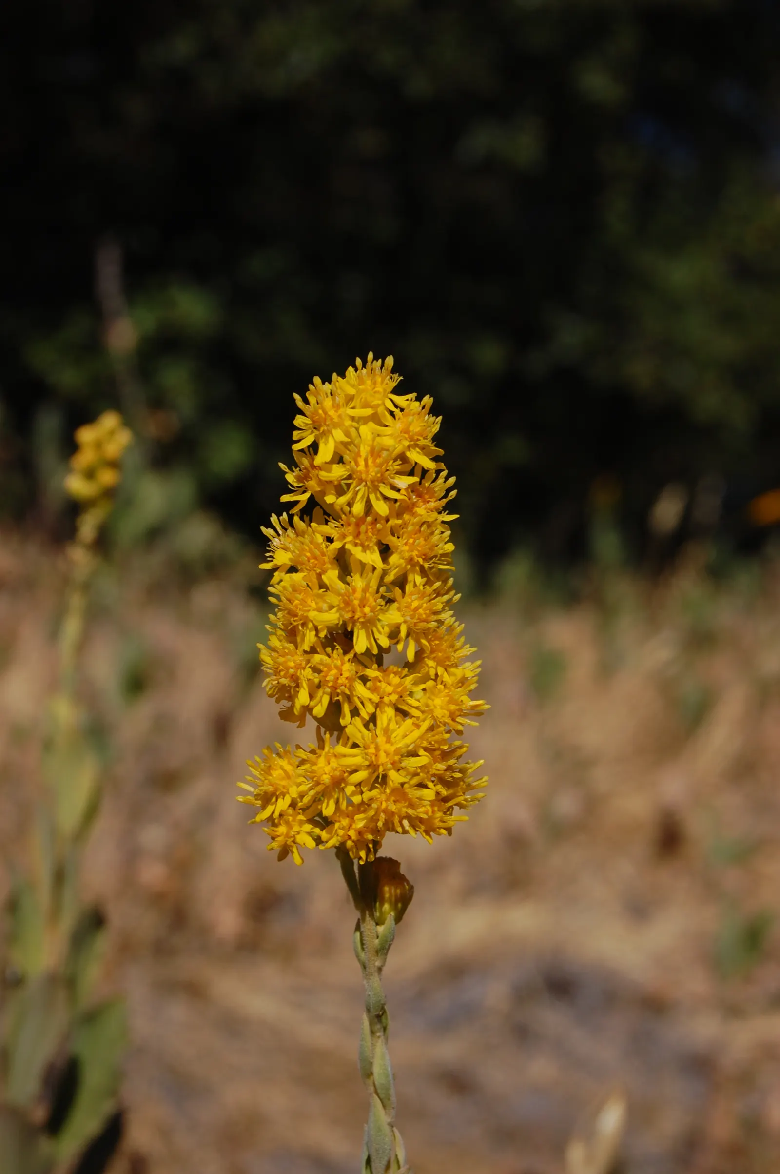 California Goldenrod (Solidago Californica) — especially effective in water conservation efforts when established.<br><br>Blooming from late summer to fall