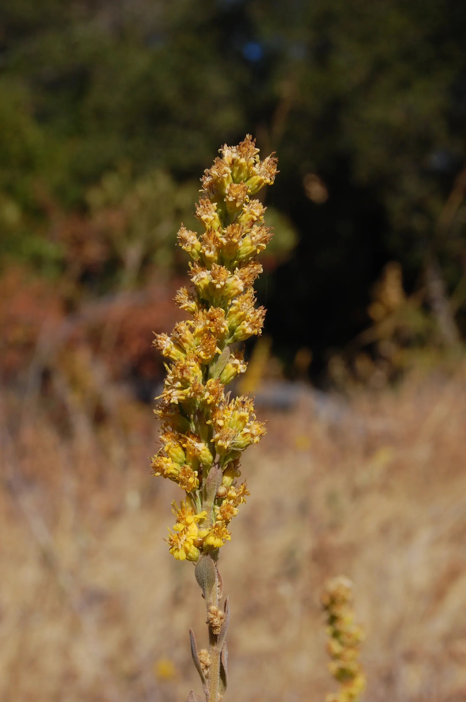 California Goldenrod (Solidago Californica) — Solidago californica is a water-wise choice for drought-tolerant landscapes