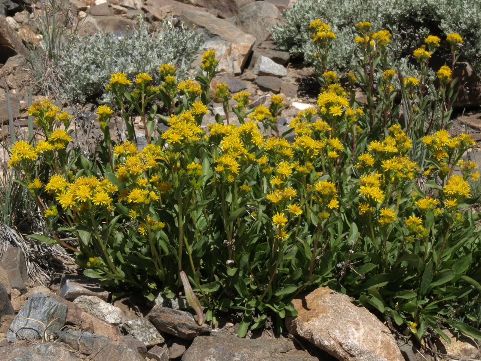 California Goldenrod (Solidago Californica) — including butterflies and native bees