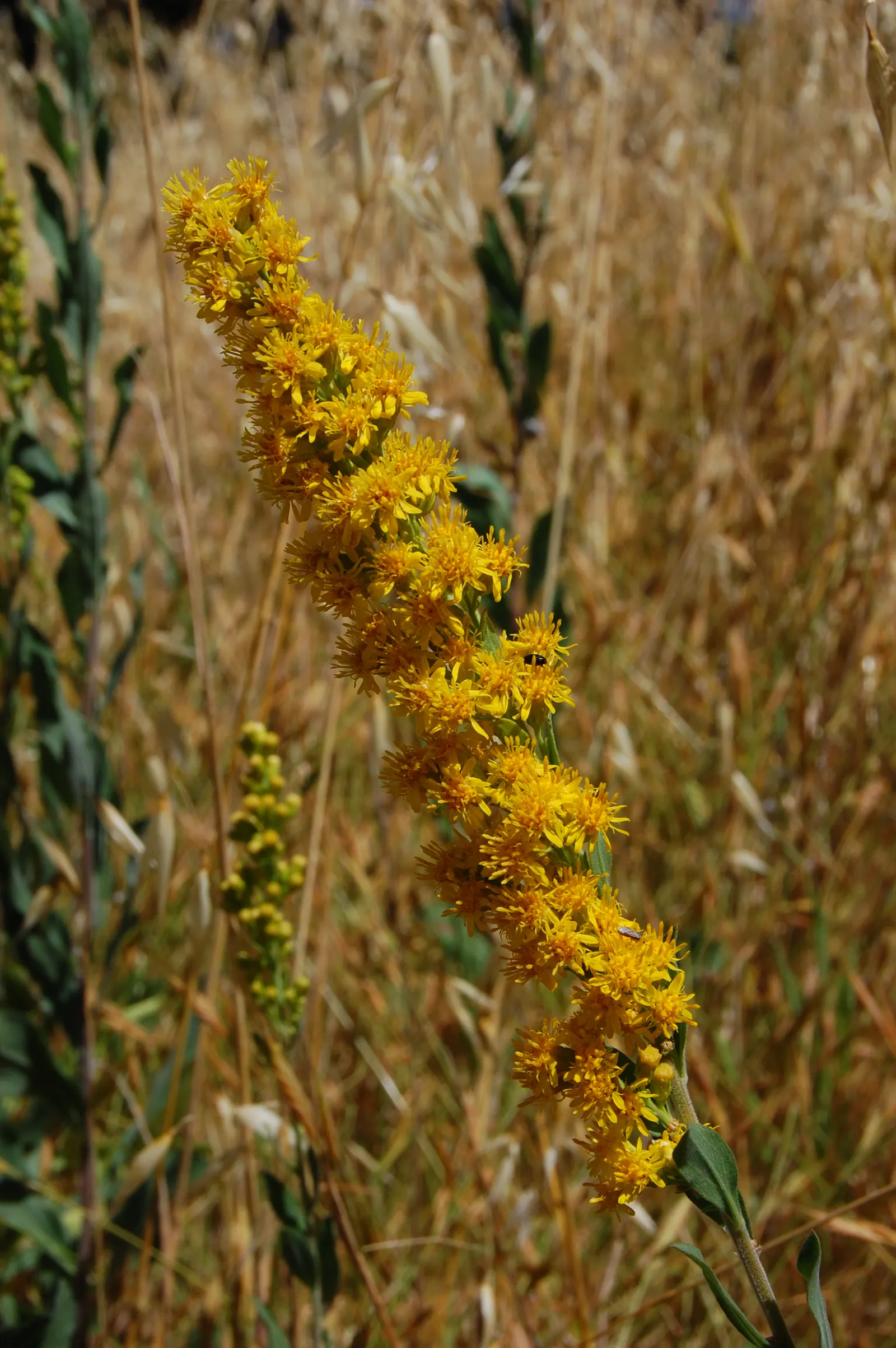 California Goldenrod (Solidago Californica) — With moderate water needs