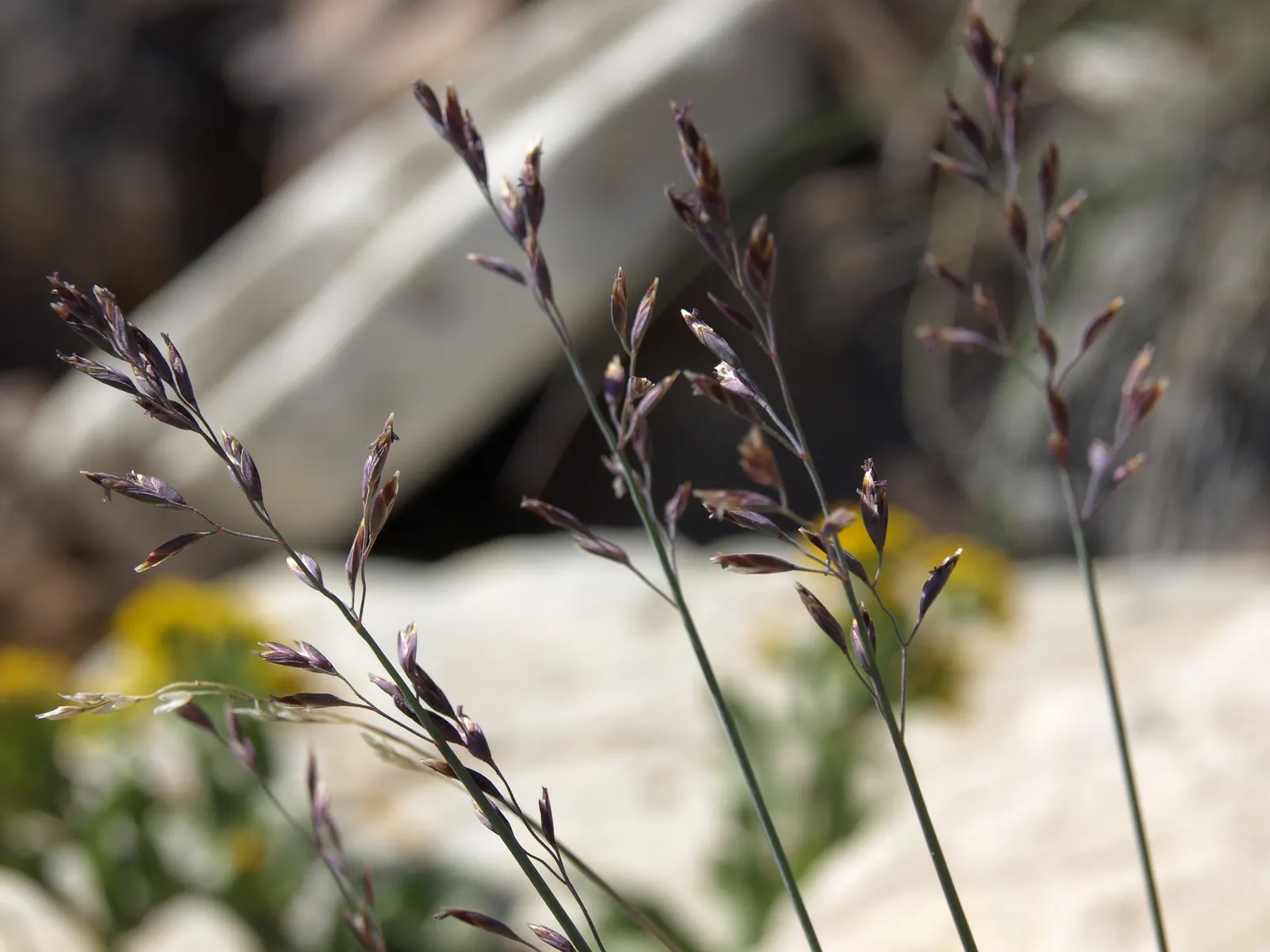 California Goldenrod (Solidago Californica) — the California Goldenrod thrives in full sun to partial shade