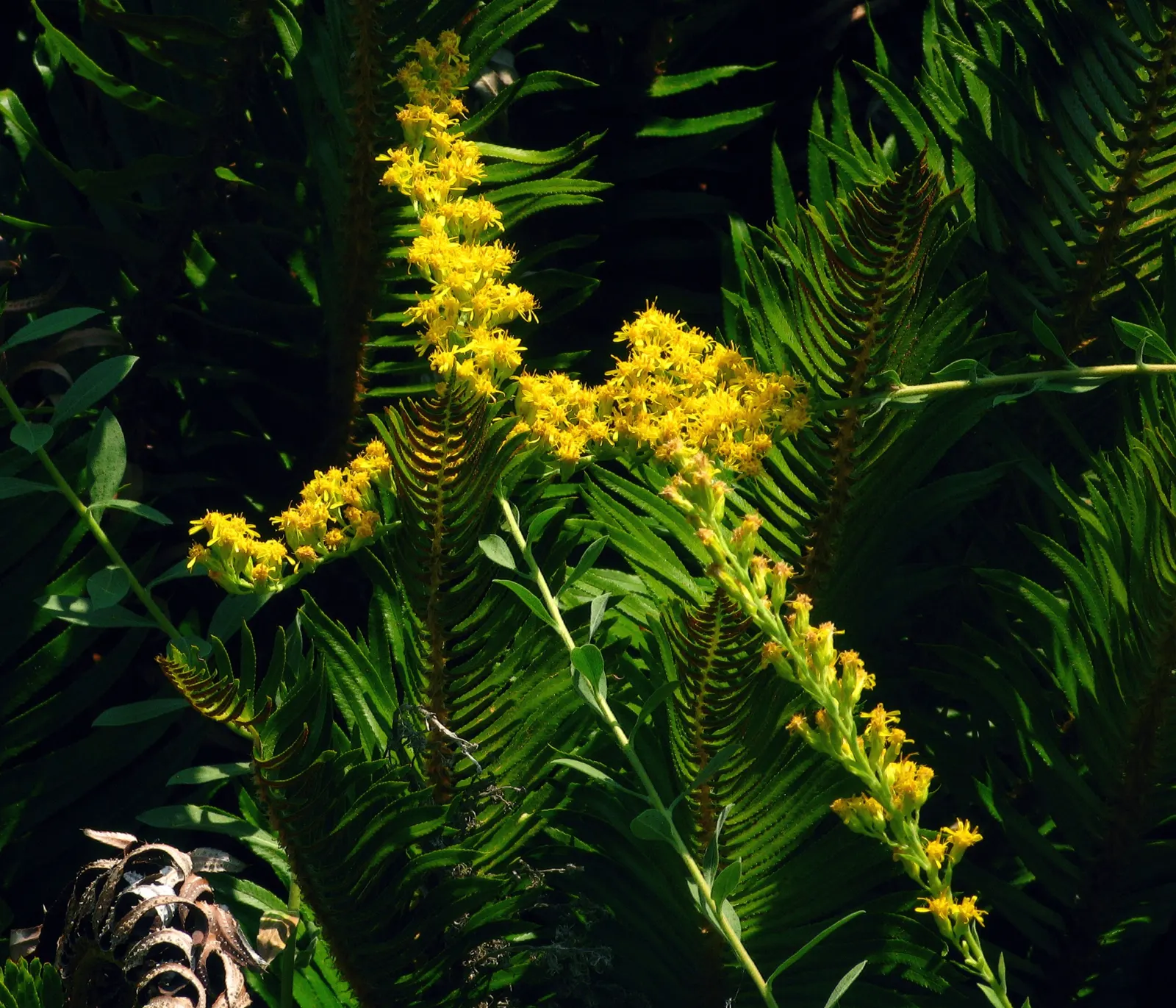 California Goldenrod (Solidago Californica) — perennial with gold blooms