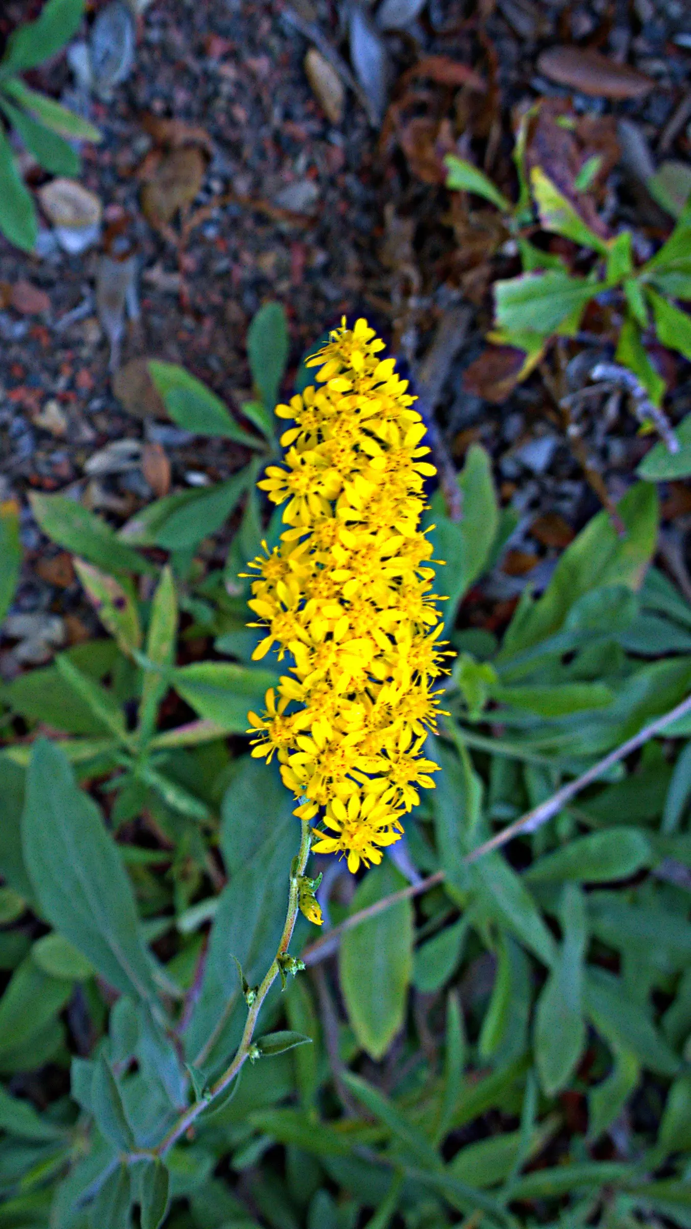 California Goldenrod (Solidago Californica) — creating a mid-size bushy display with its lance-shaped