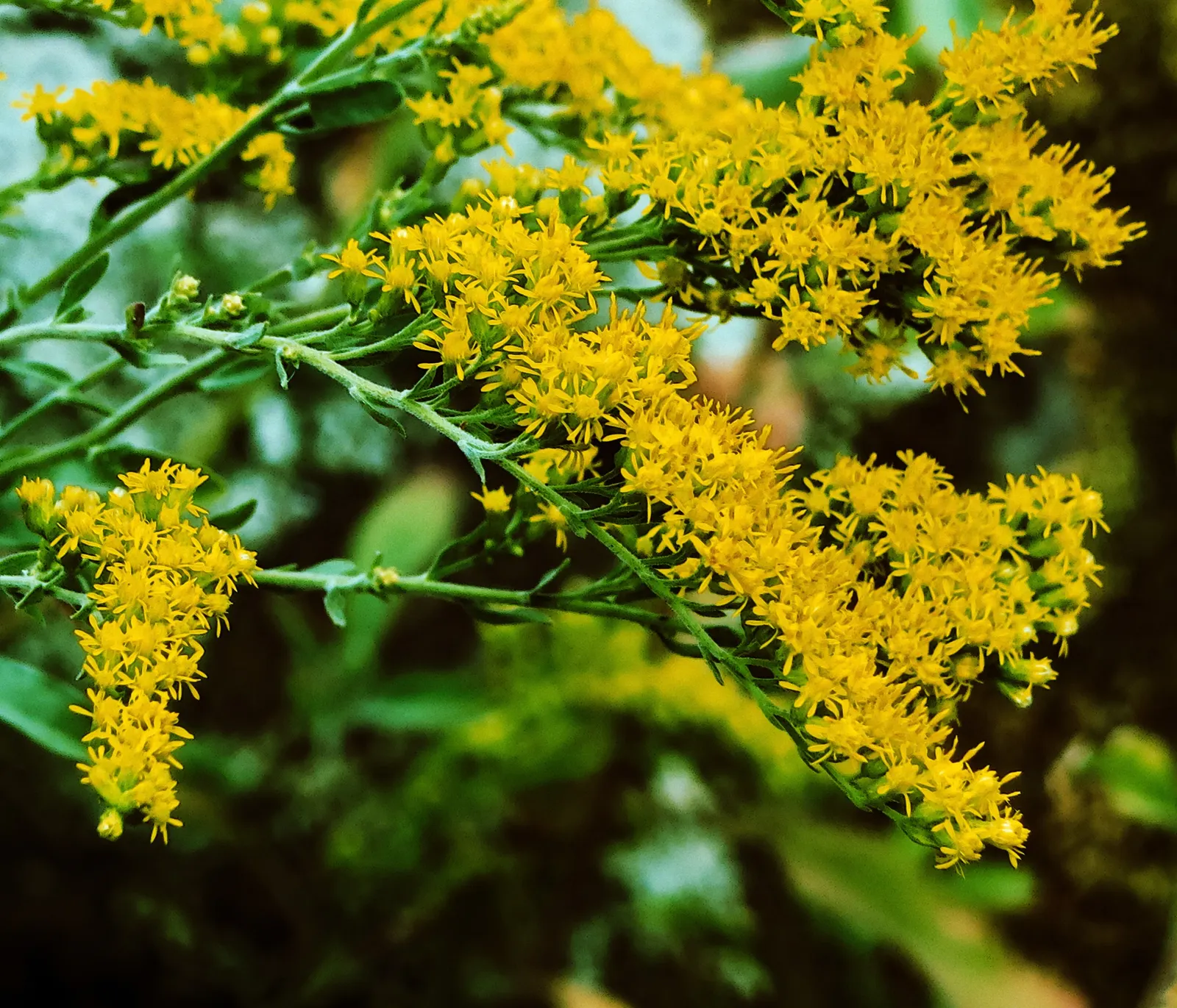 California Goldenrod (Solidago Californica) — gold flowers in the garden