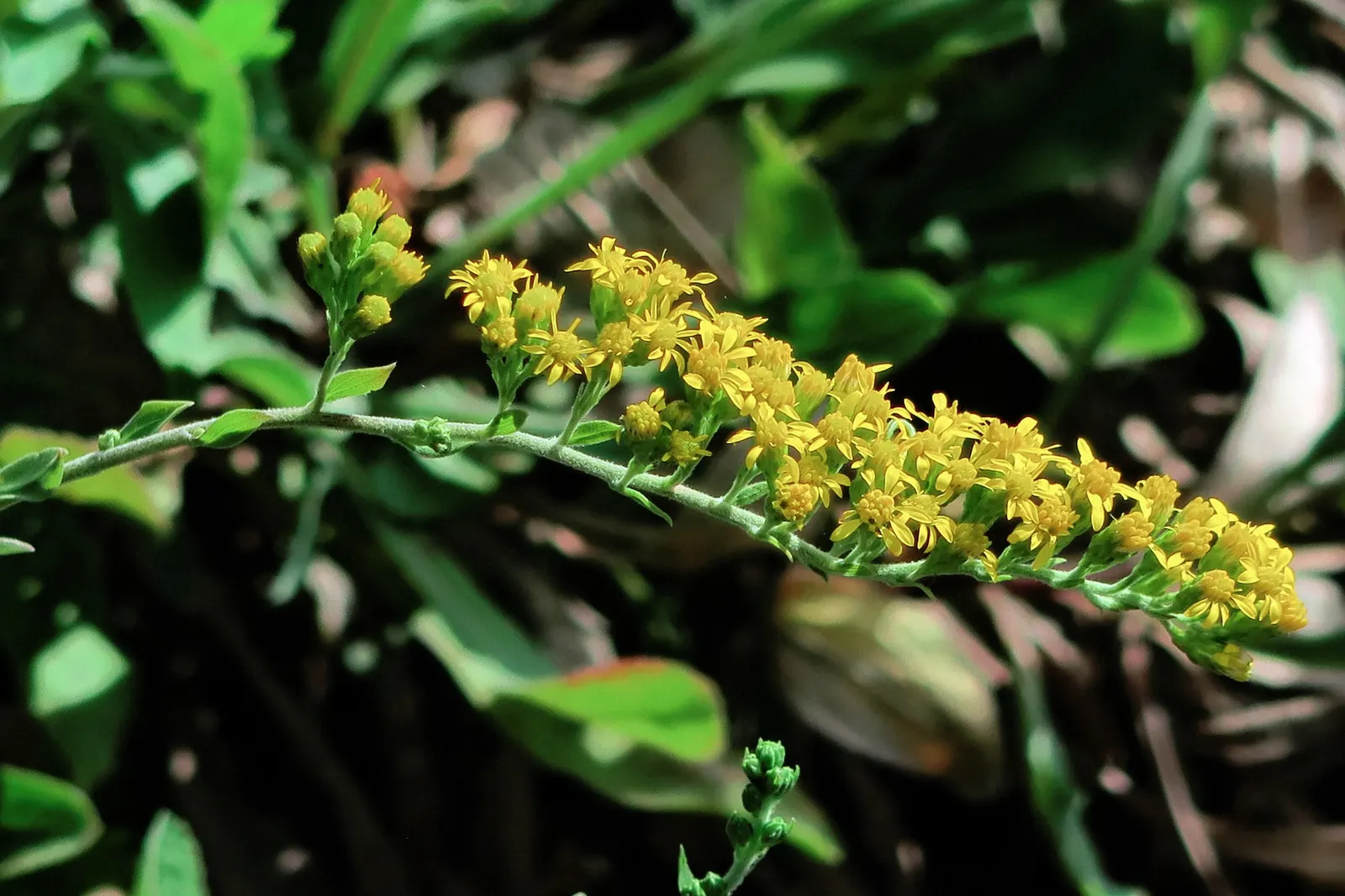 California Goldenrod (Solidago Californica) — perennial for half