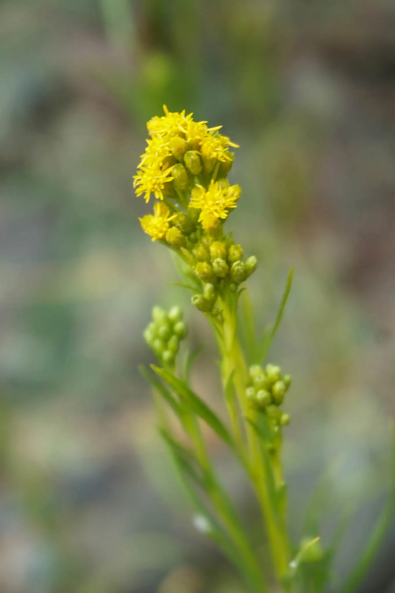 California Goldenrod (Solidago Californica) — This drought-resistant pollinator magnet adds vibrant color and supports wildlife in garden designs