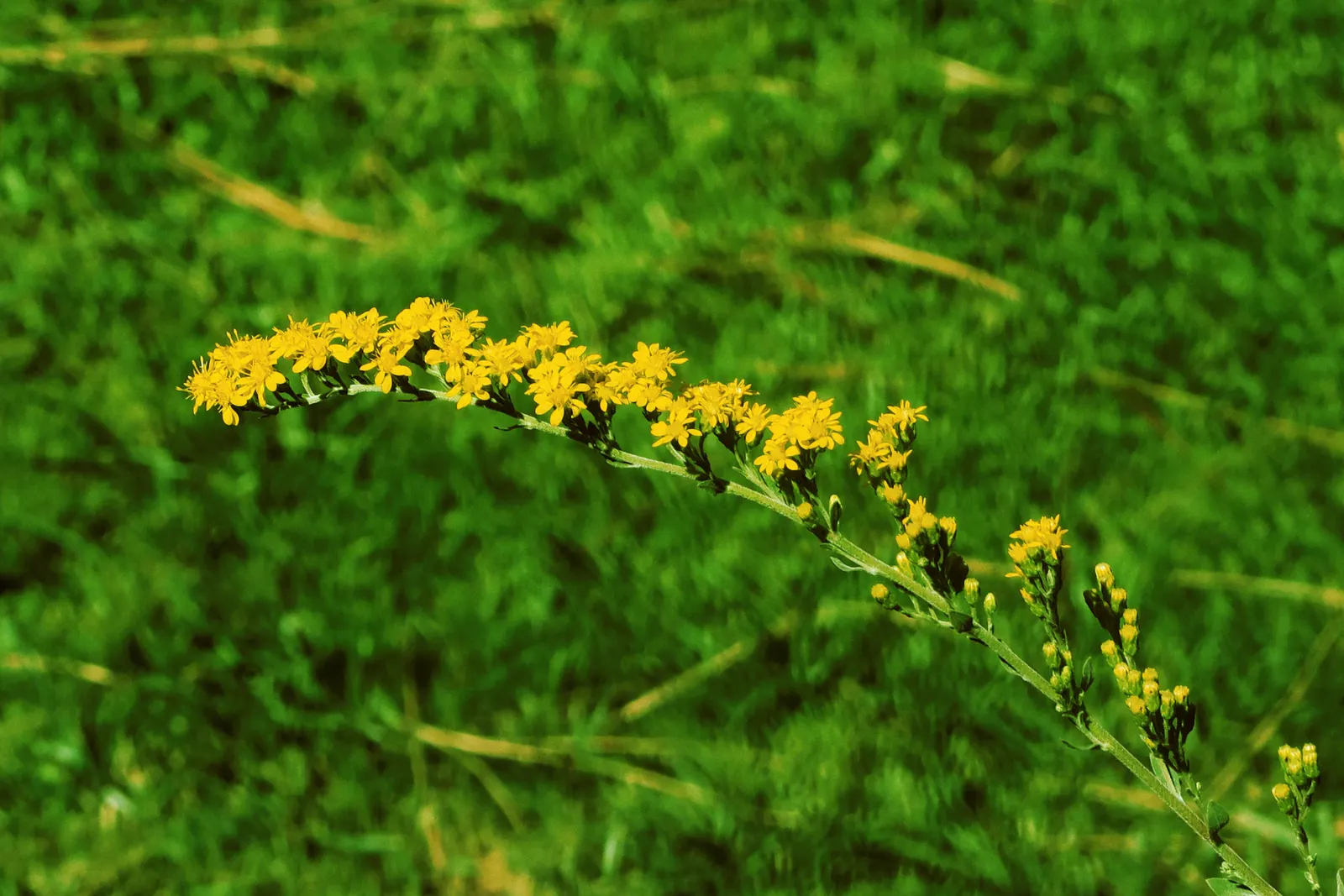 California Goldenrod (Solidago Californica) — is an herbaceous perennial known for its radiant yellow flower spikes that bloom late summer to fall; space