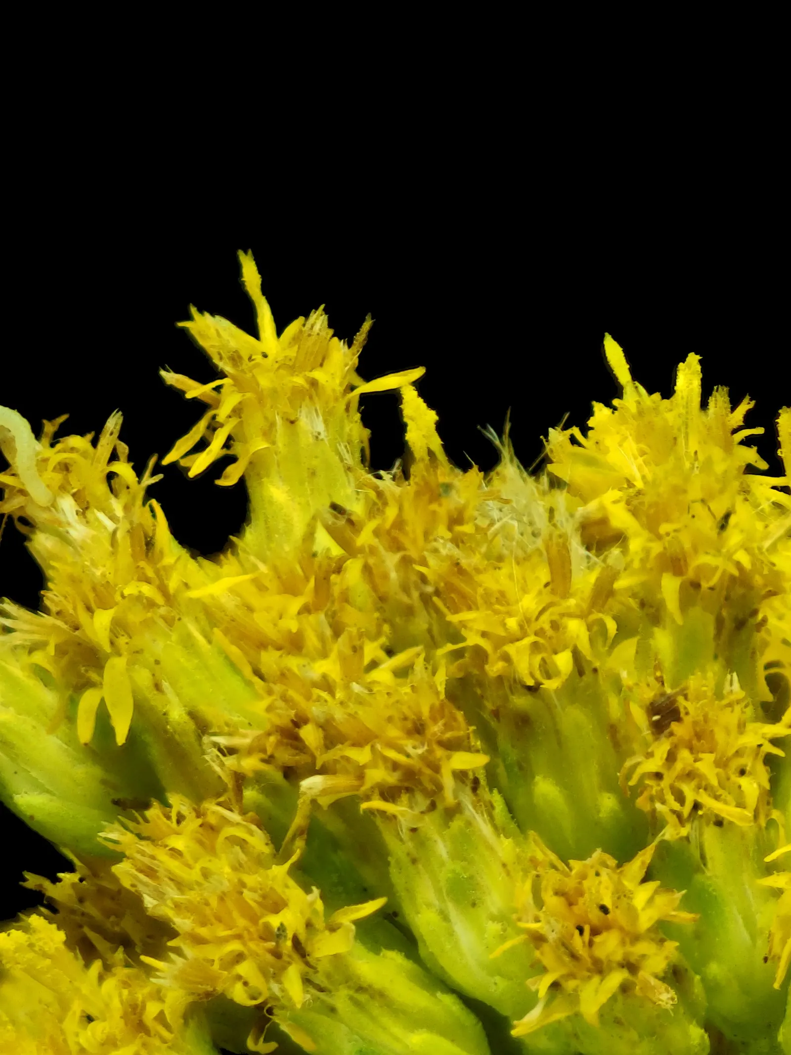 California Goldenrod (Solidago Californica) — making it a reliable and easy-care addition to the sustainable landscape