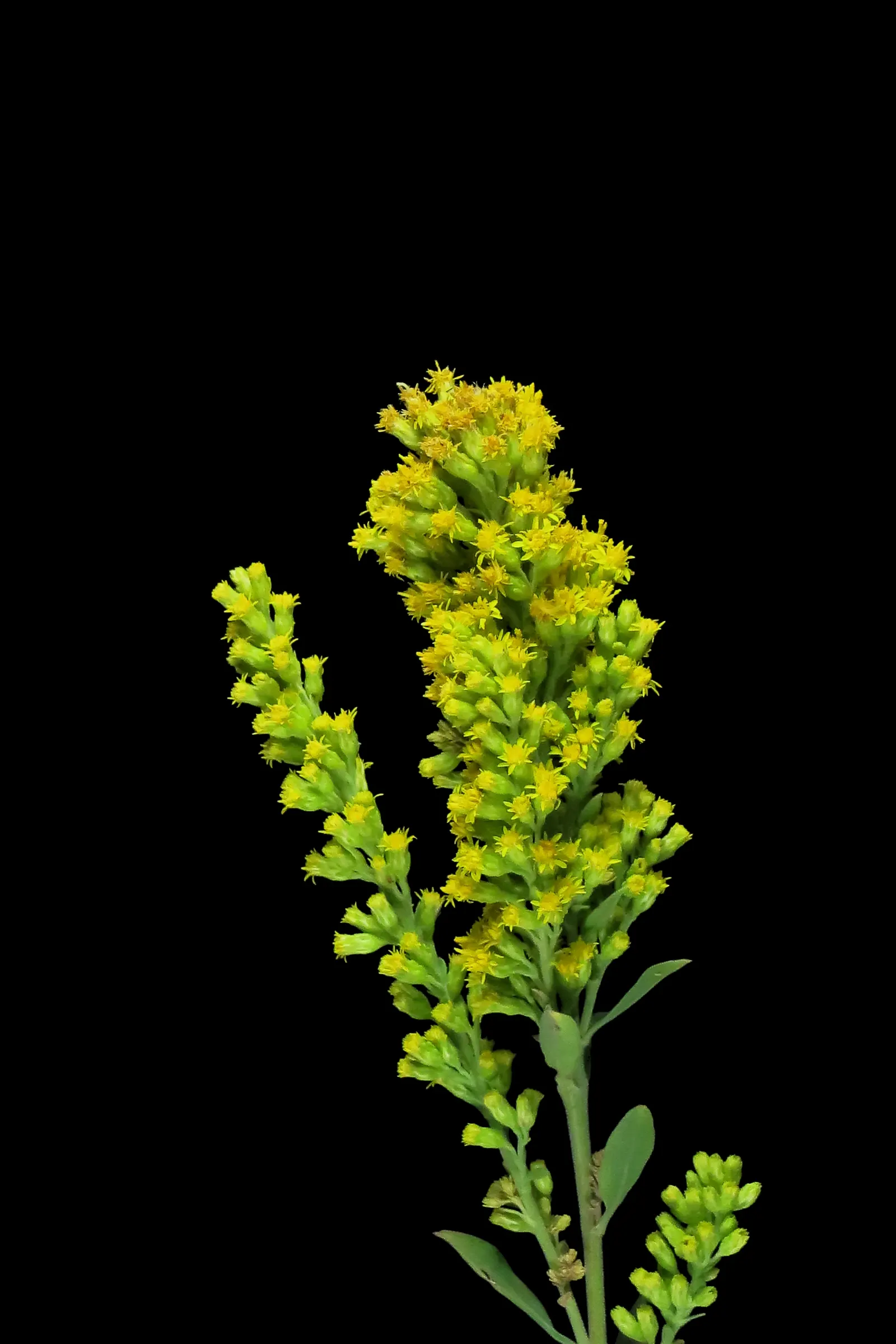 California Goldenrod (Solidago Californica) — but deadheading can promote additional flowering
