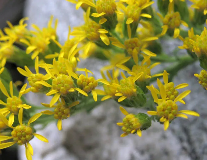 California Goldenrod (Solidago Californica) — The California Goldenrod, Solidago velutina ssp