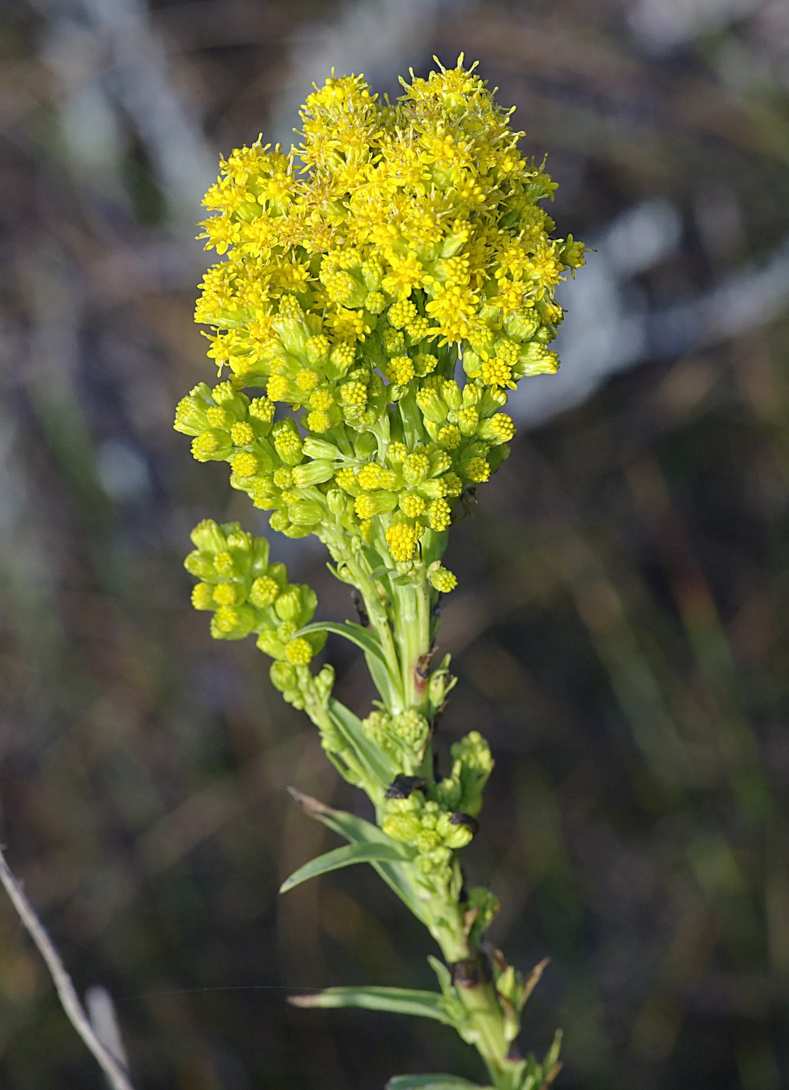 California Goldenrod (Solidago Californica) — Space plants approximately 18-24 inches apart to accommodate their clumping growth habit